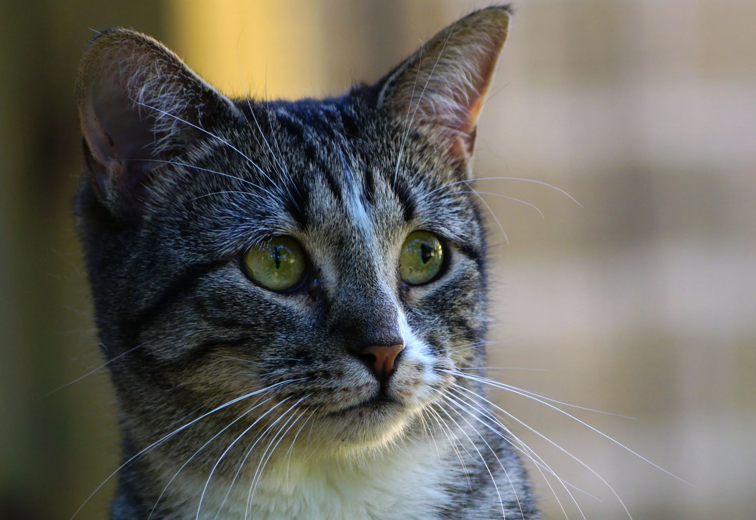 Millie watches the other cats