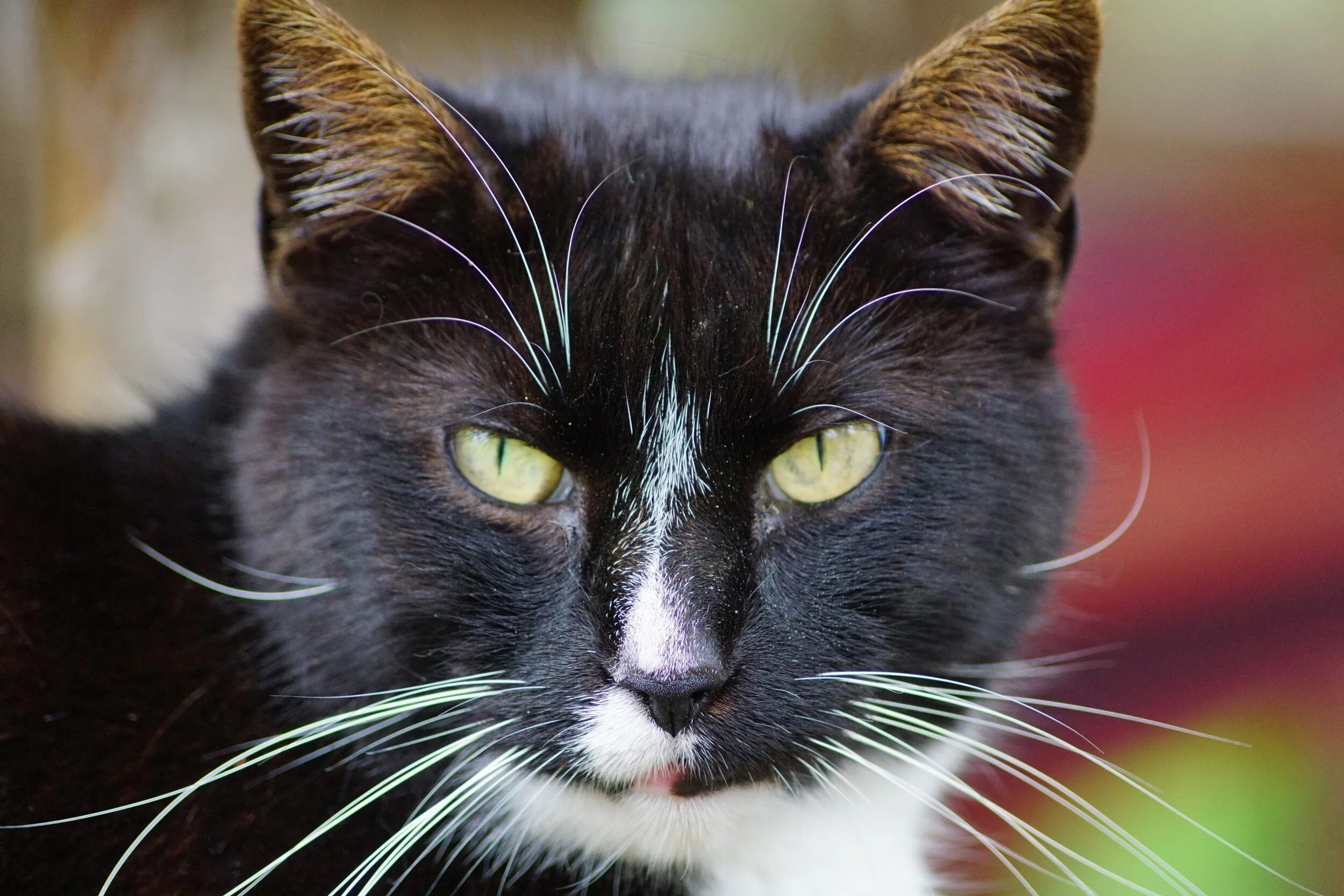 what do boy cats look like