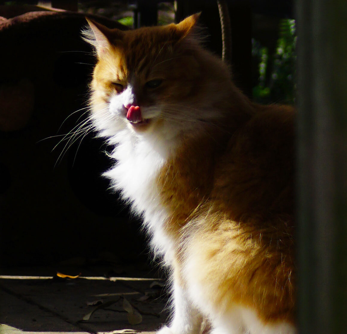 Some of the boy cats