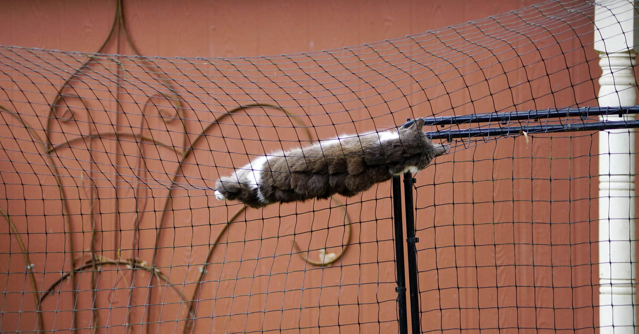 Escape taunts the other cats.