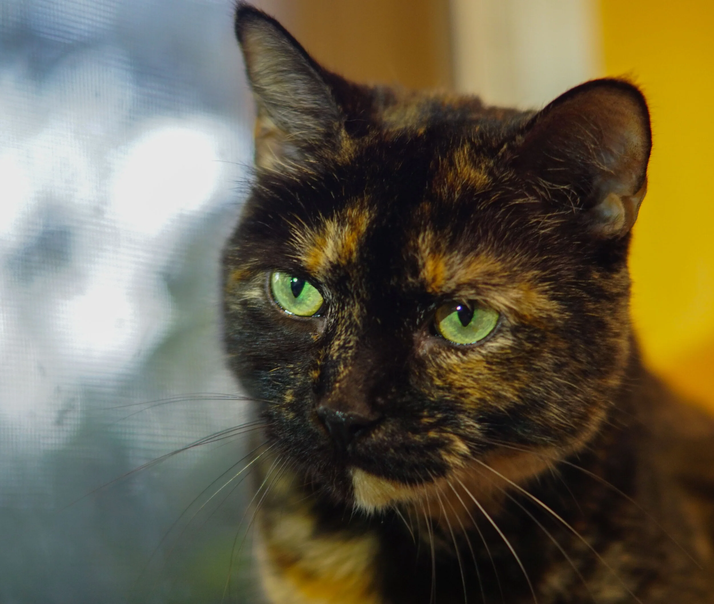 More cats...