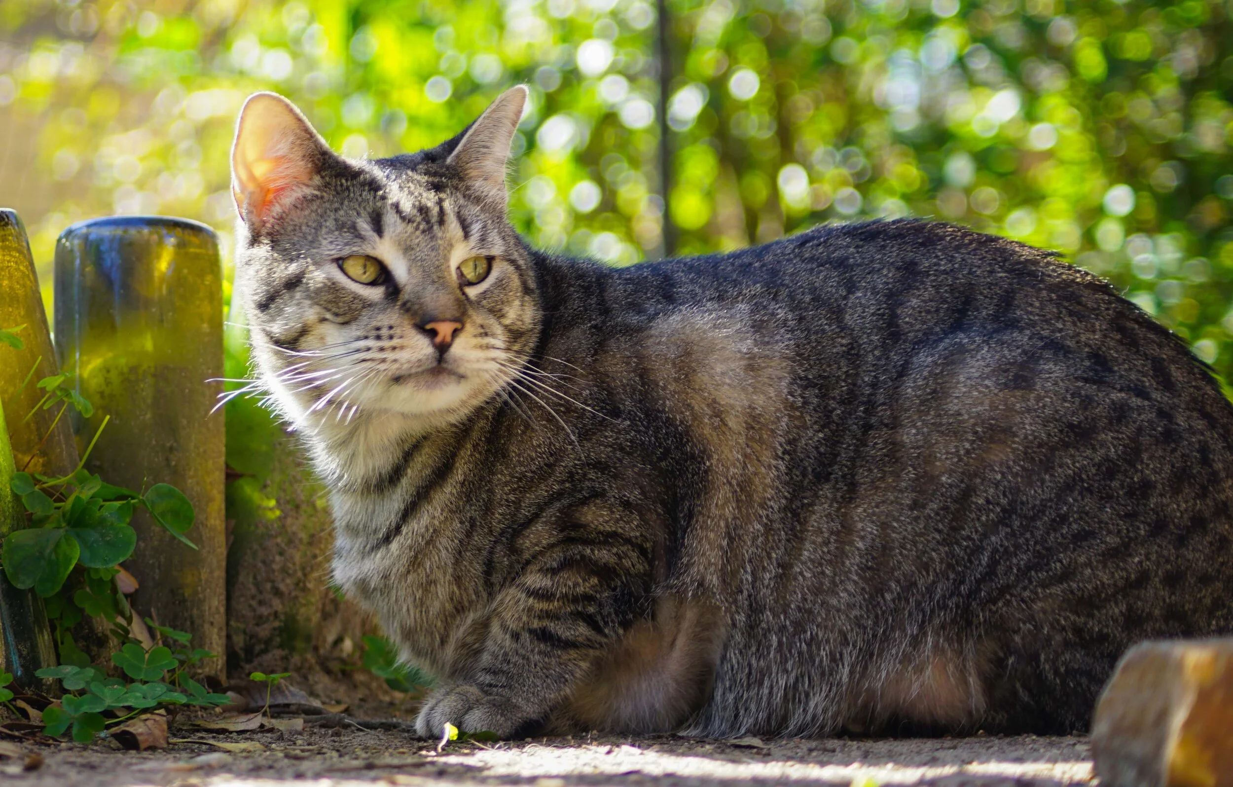 Gatos