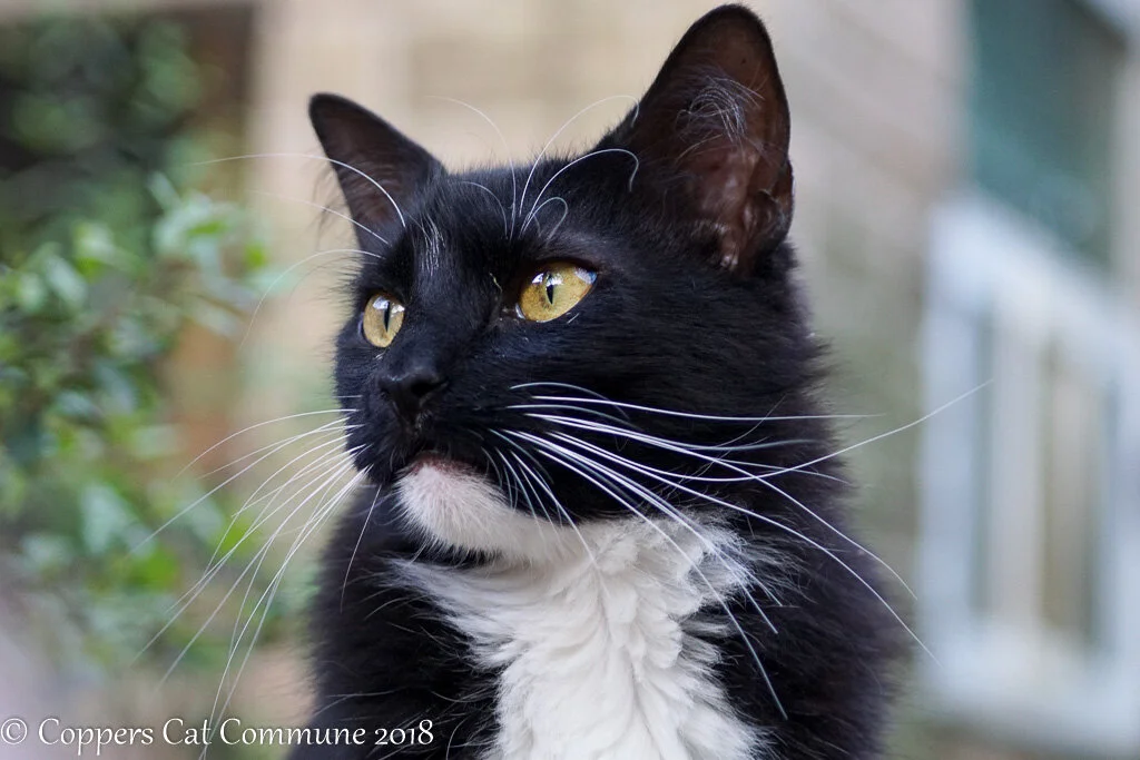 Photoblog 2020 May 9 | Copper's Cat Commune