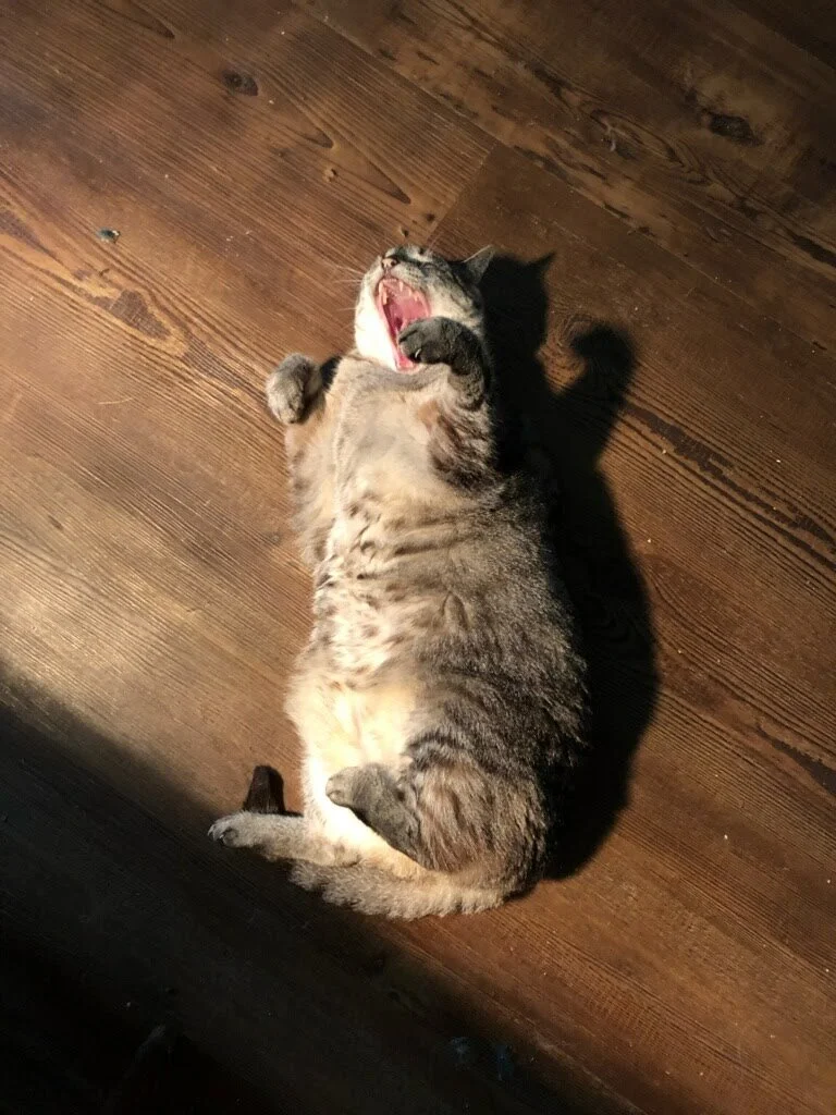 I'm not drunk, you're drunk