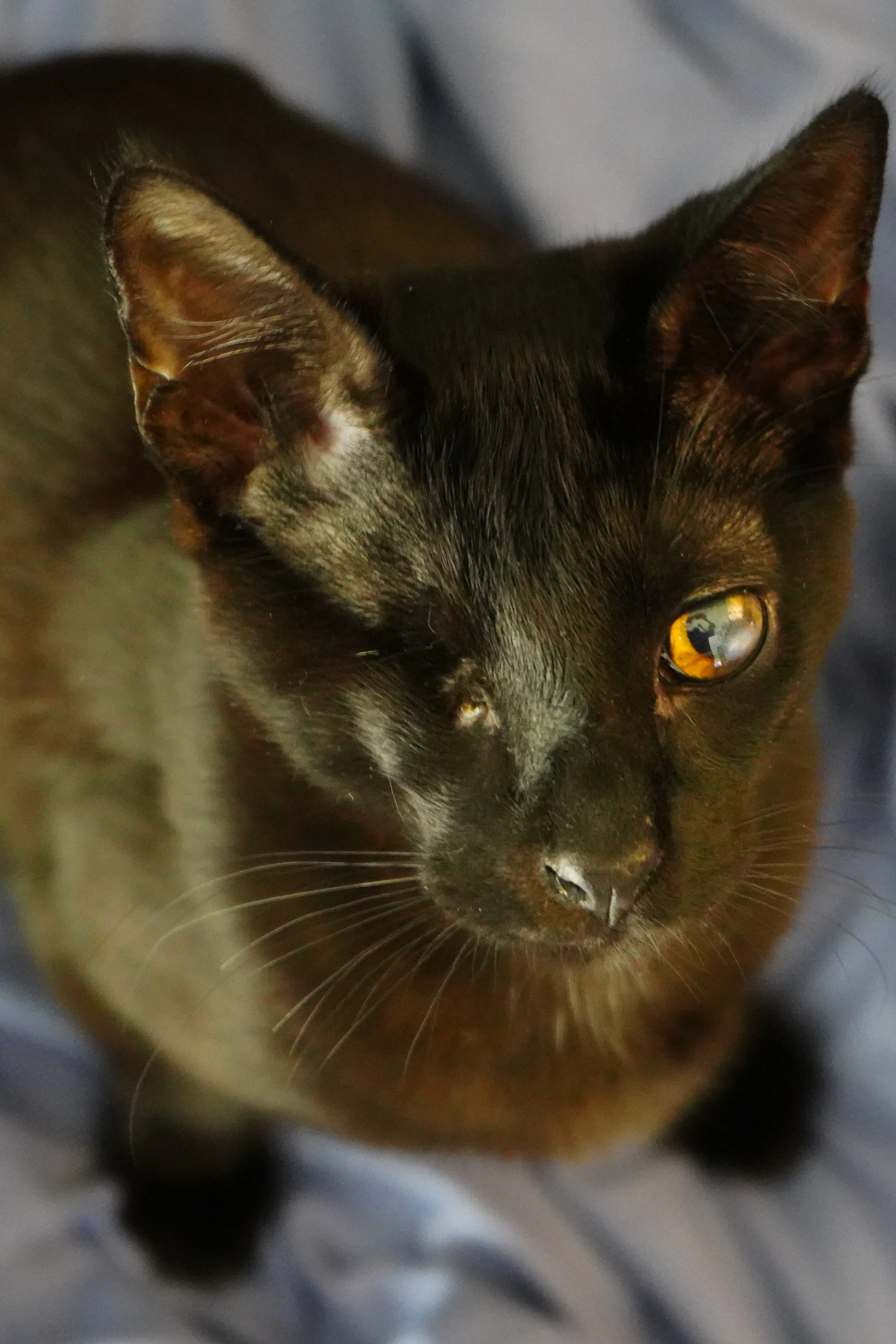 Odin