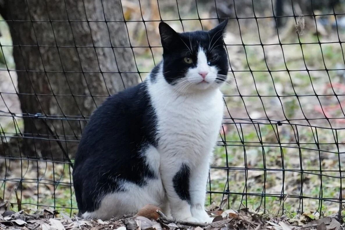 The Veterinary Review, March 11, 2021