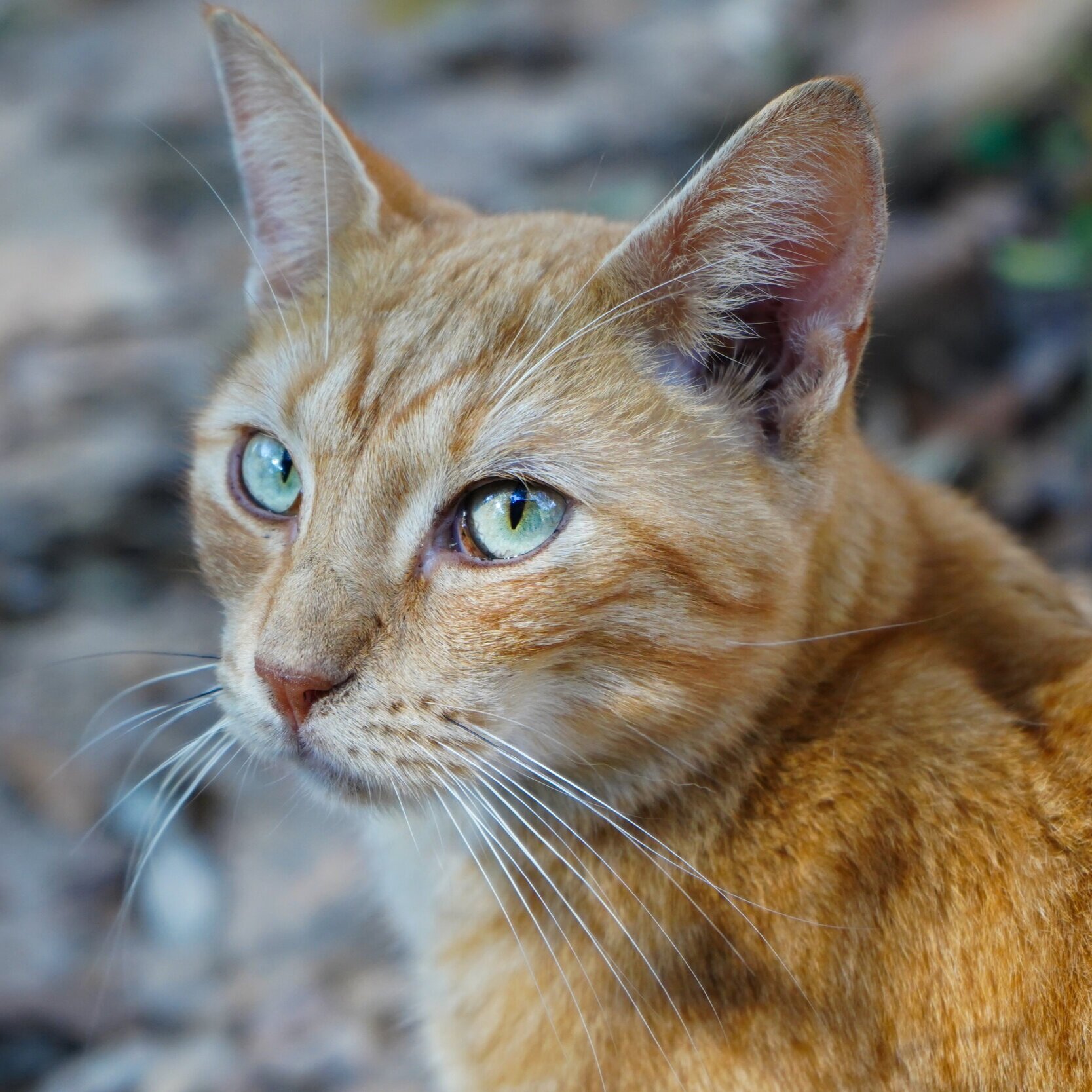 The Veterinary Review March 4, 2021