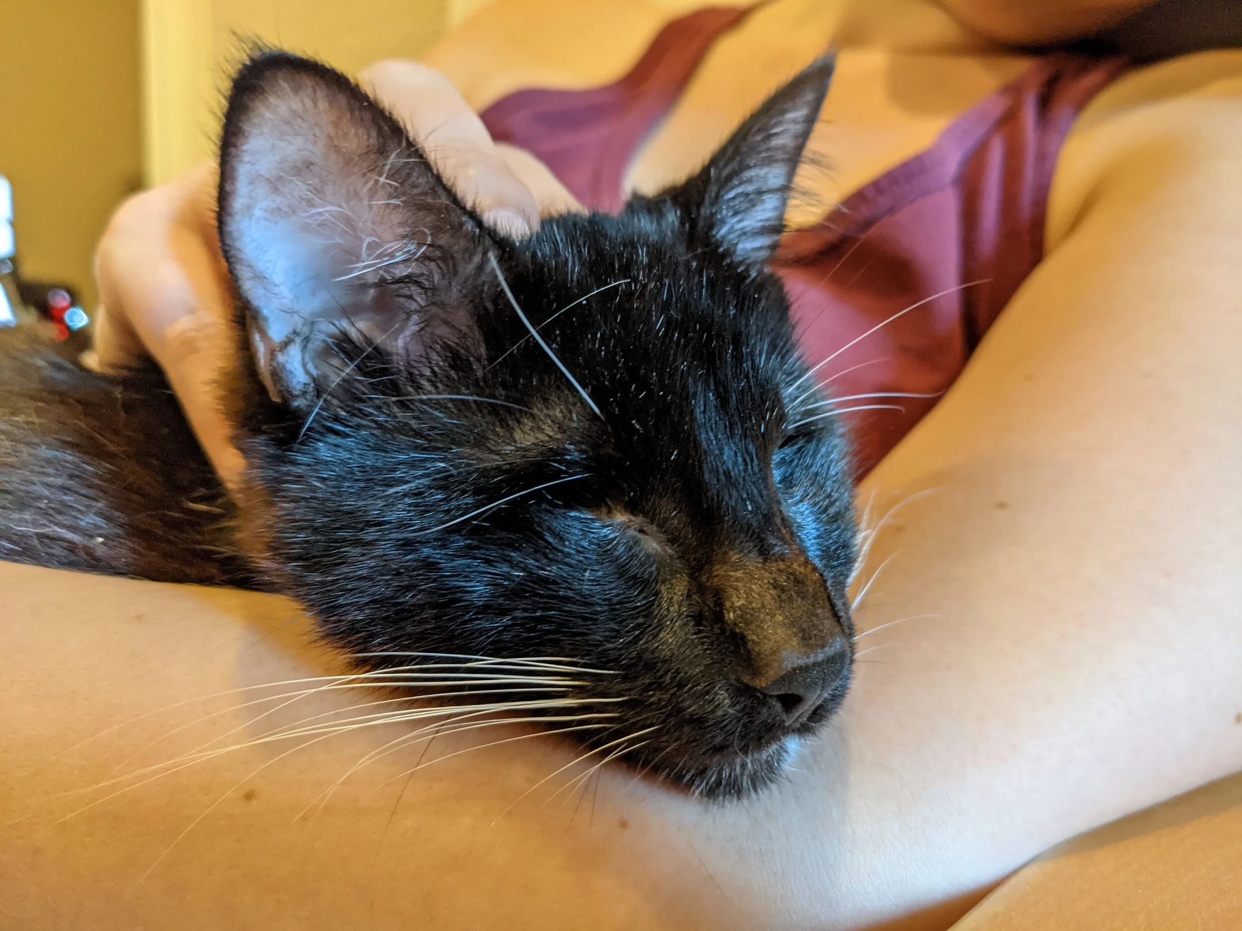 The Veterinary Review, April 29, 2021