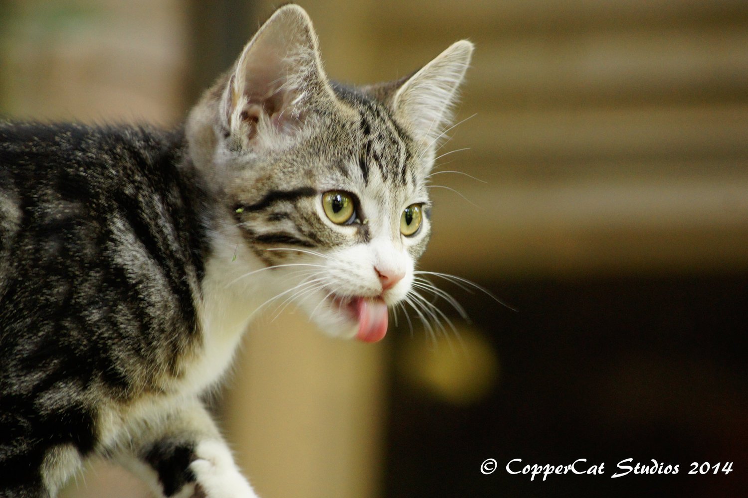 Sherlock-20141023-_DSC9802.jpg