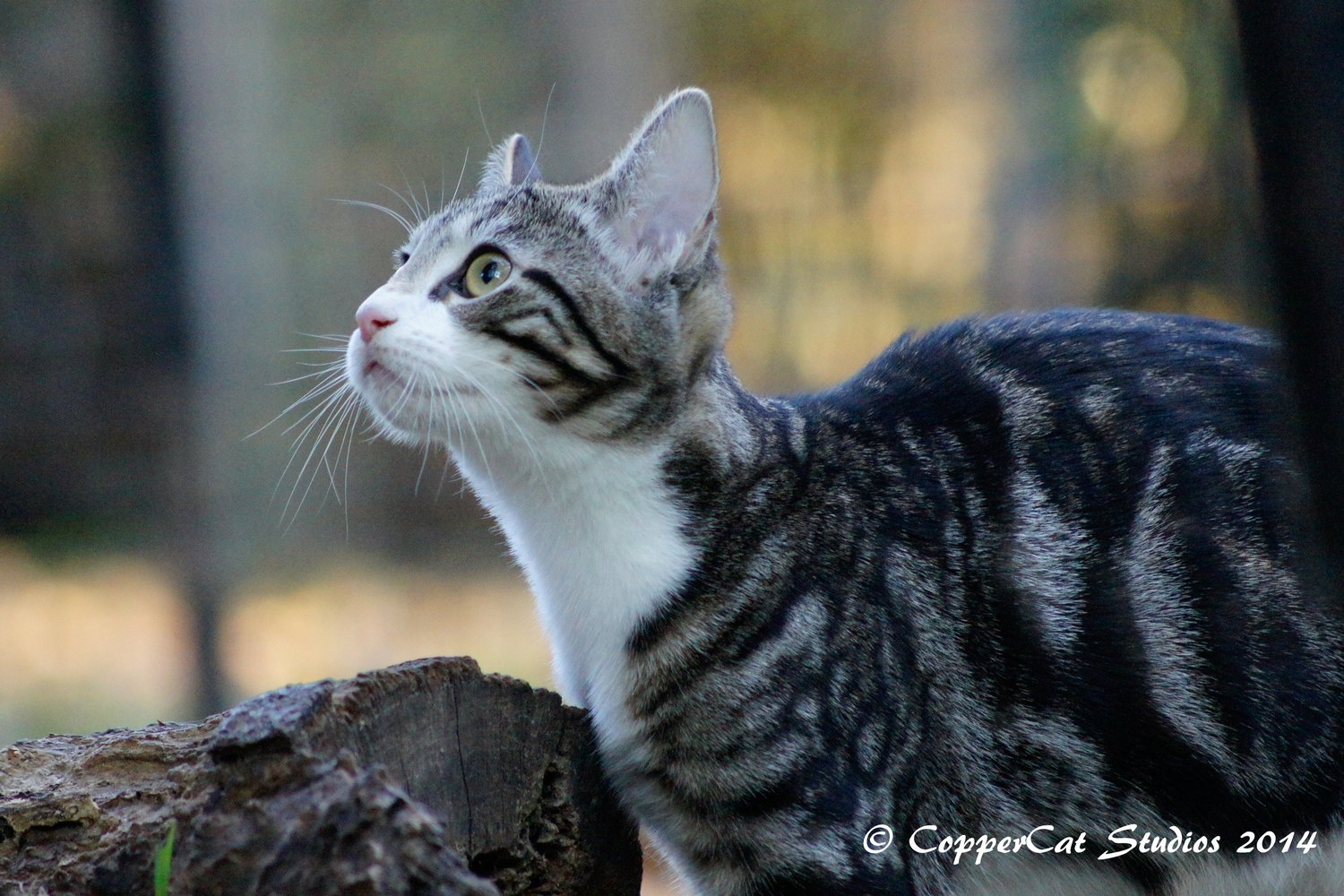 Sherlock-20141208-_DSC1522.jpg