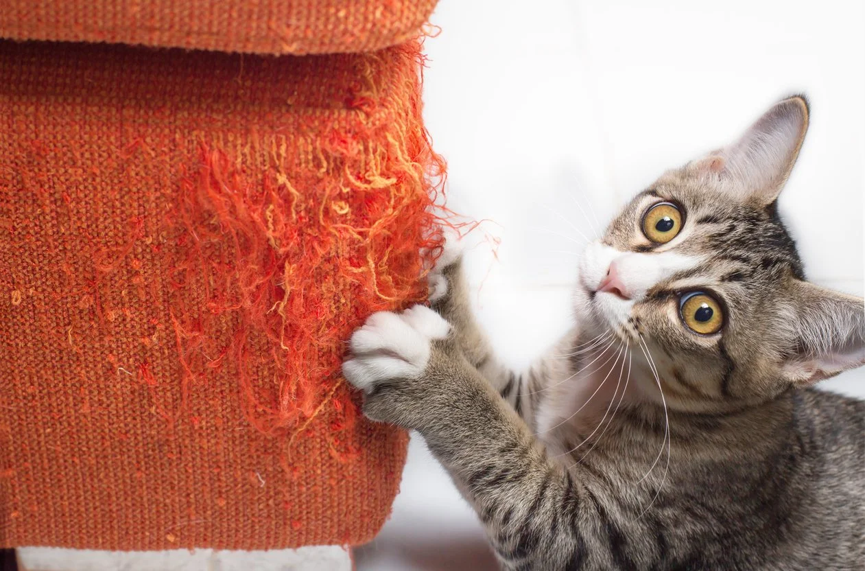 Stop Your Cat From Scratching Your Furniture