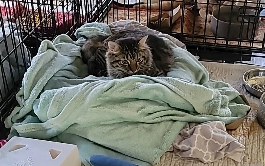 How We Introduce New Cats Here