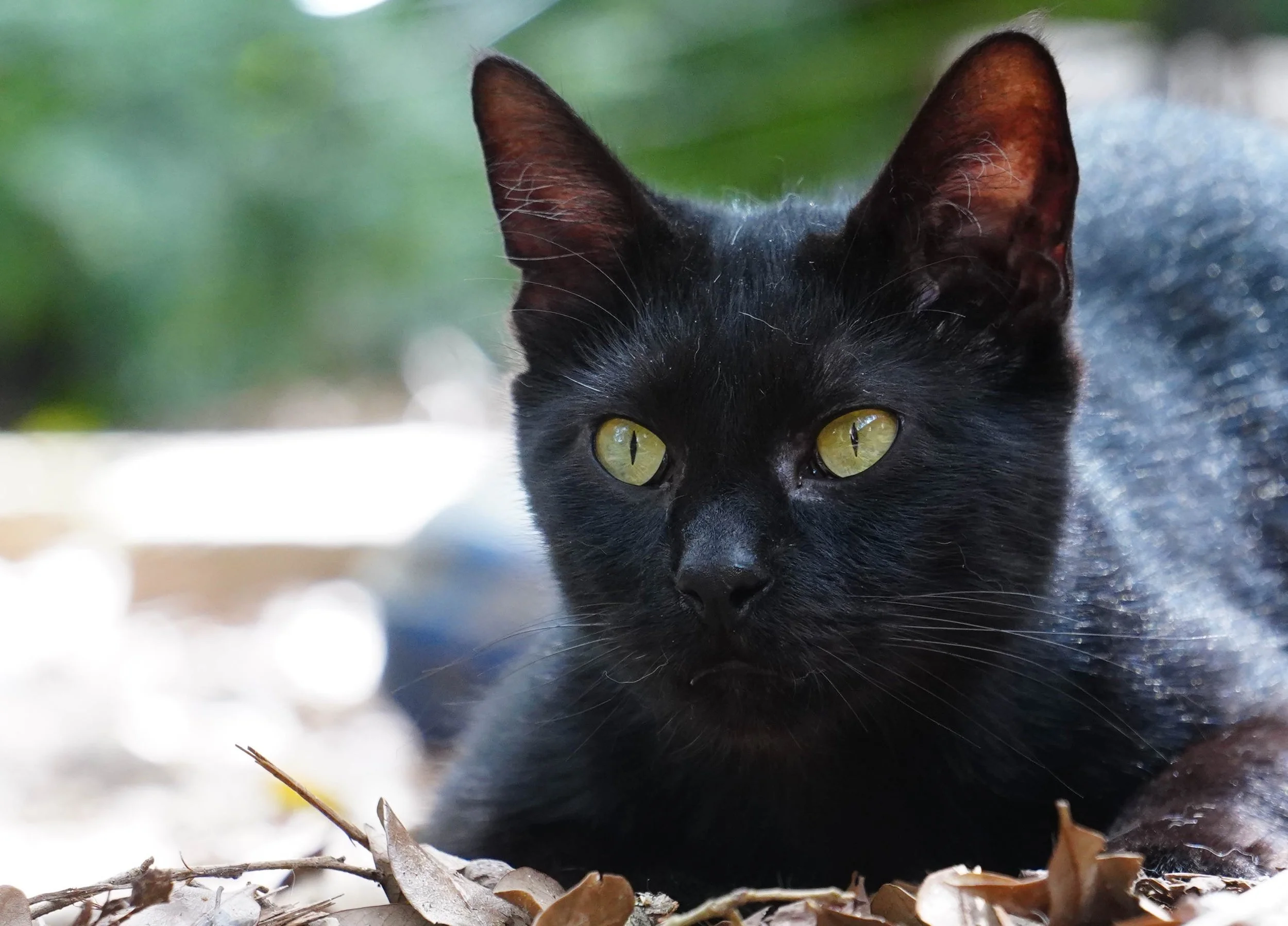 CCC01280-1.jpg