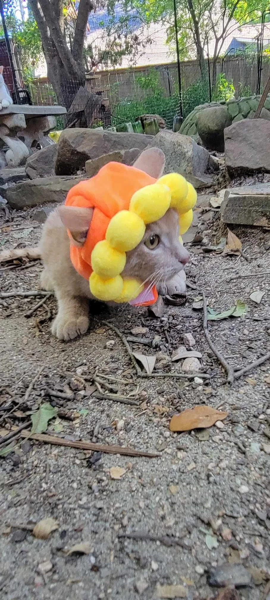 Butters Flower 2.jpg