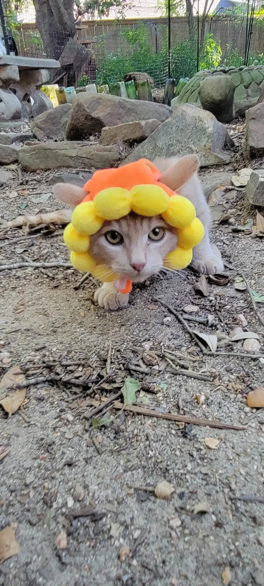 Butters Flower.jpg