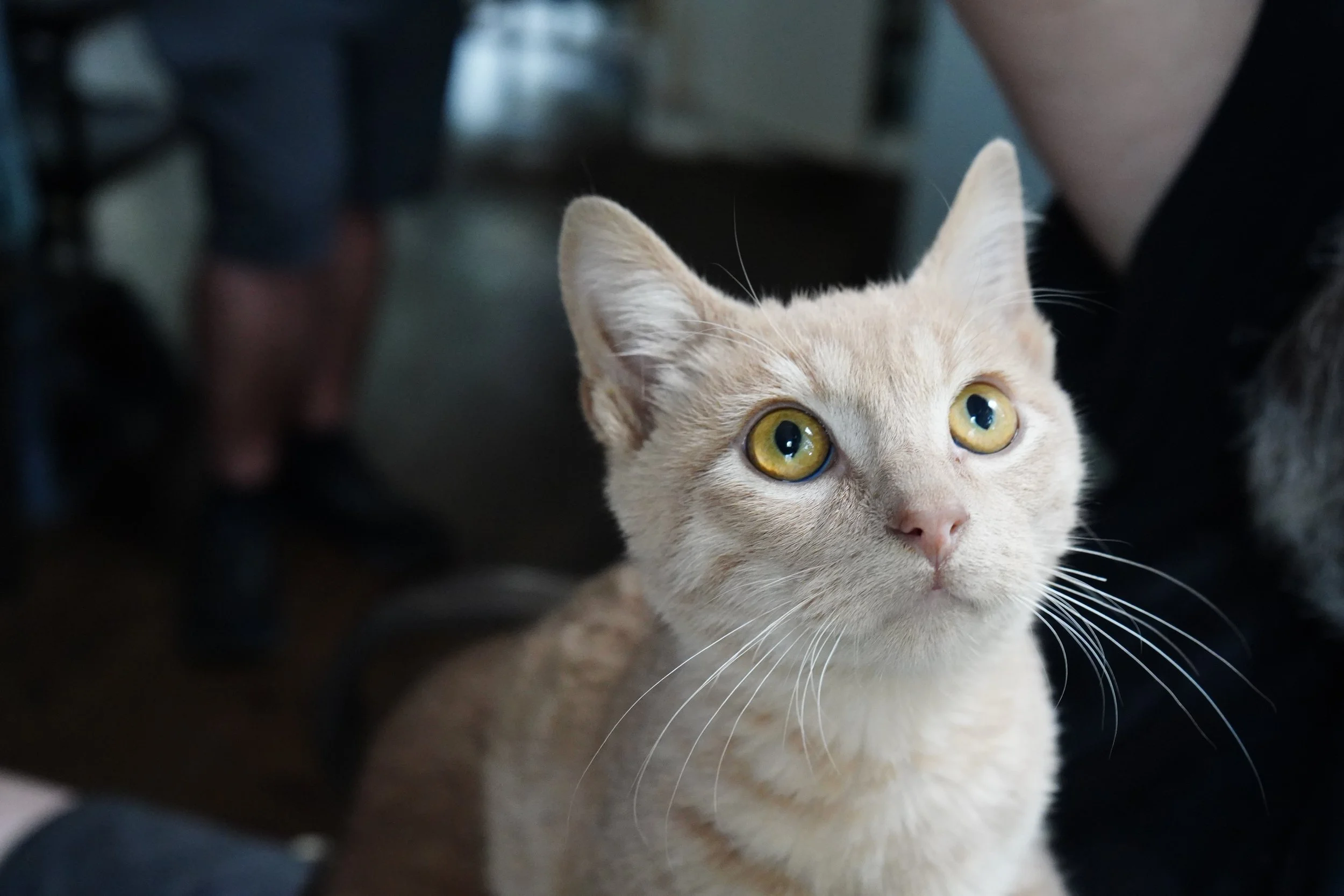 Butterscotch Lollipop