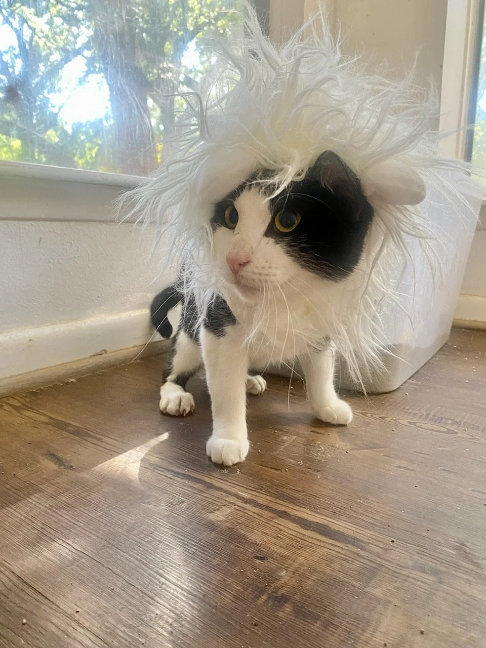 2013 Pico Costume 002.jpg