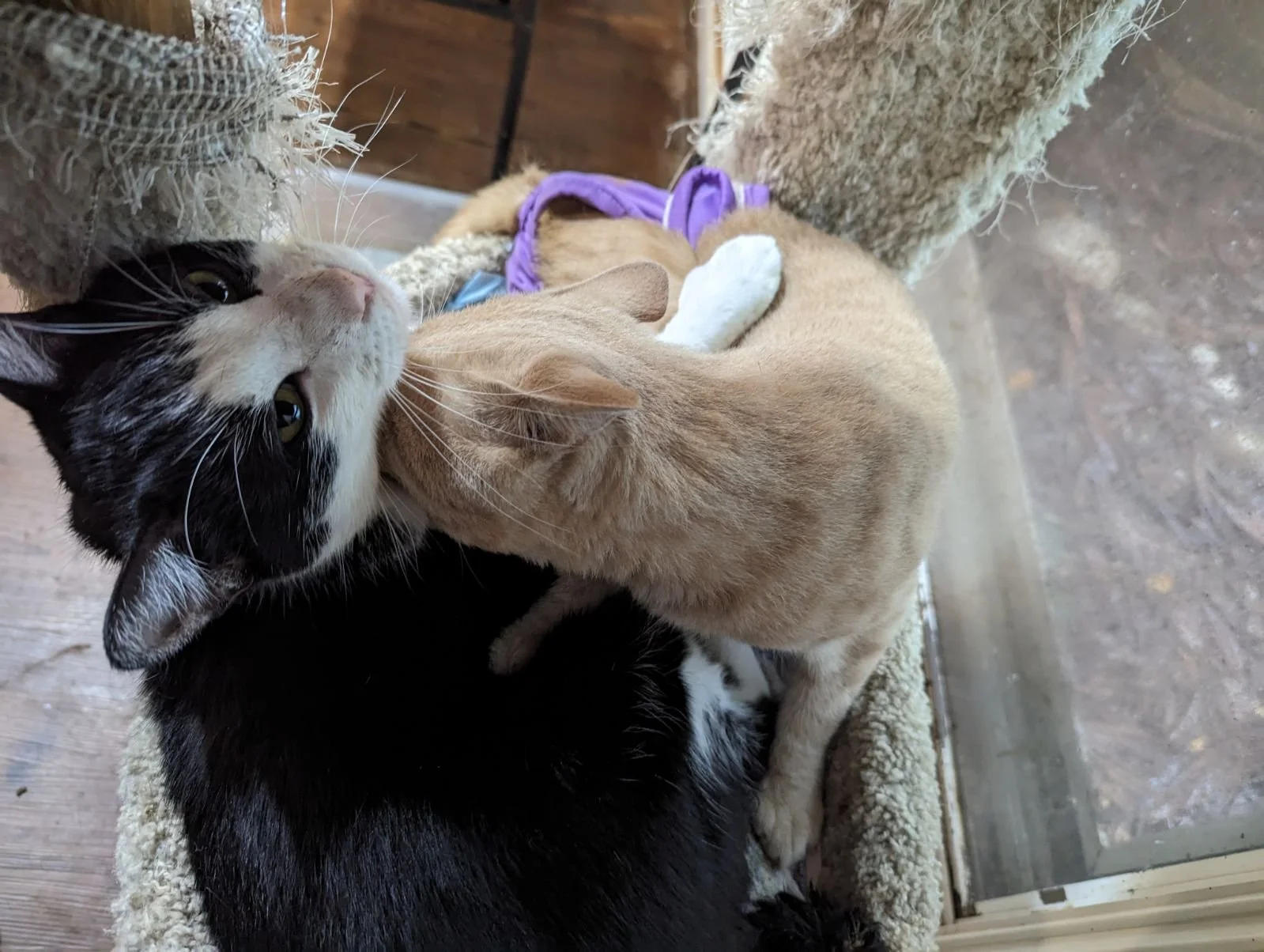 Butters and Pico 001.jpg