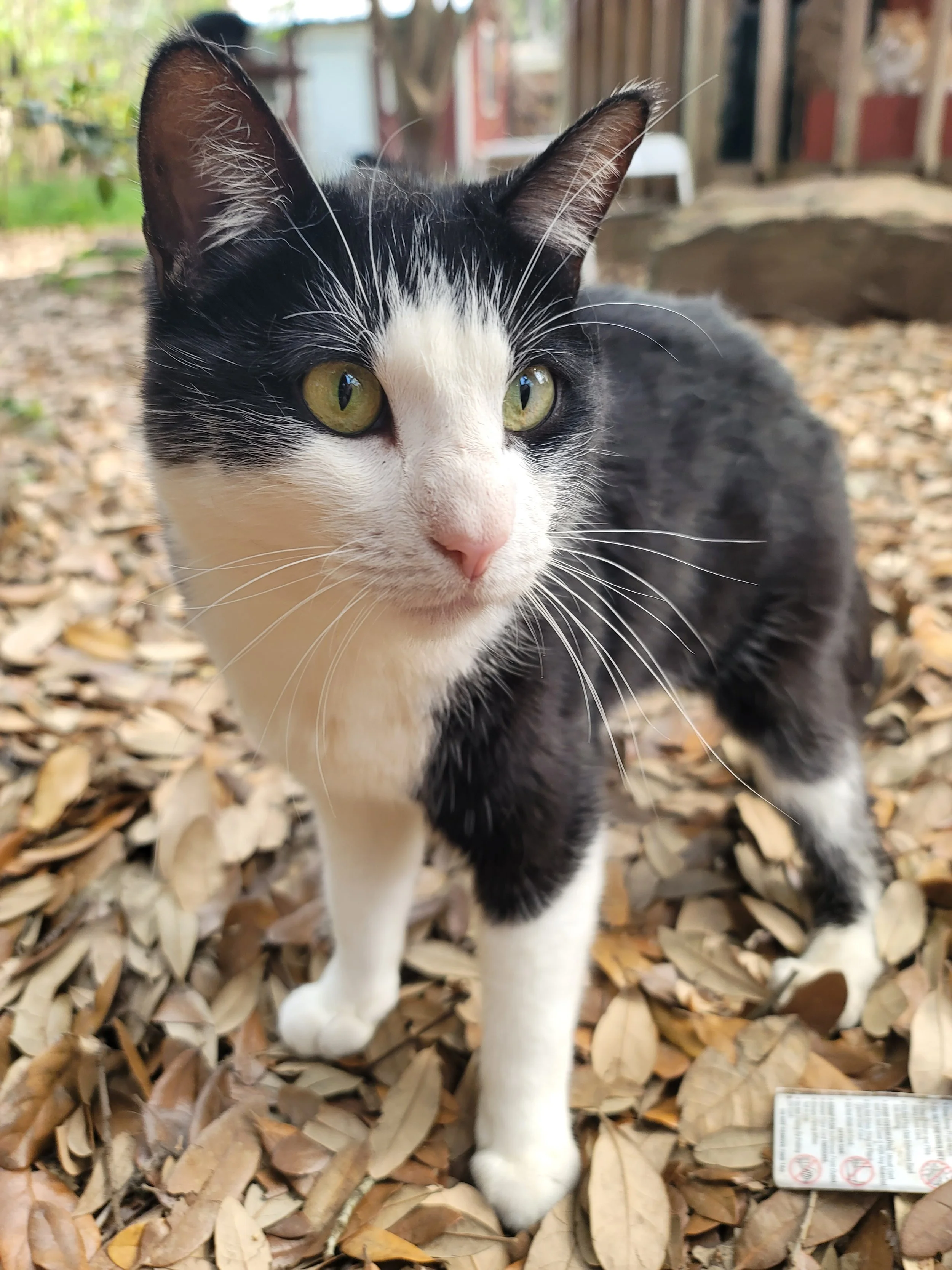 Pico de Gato