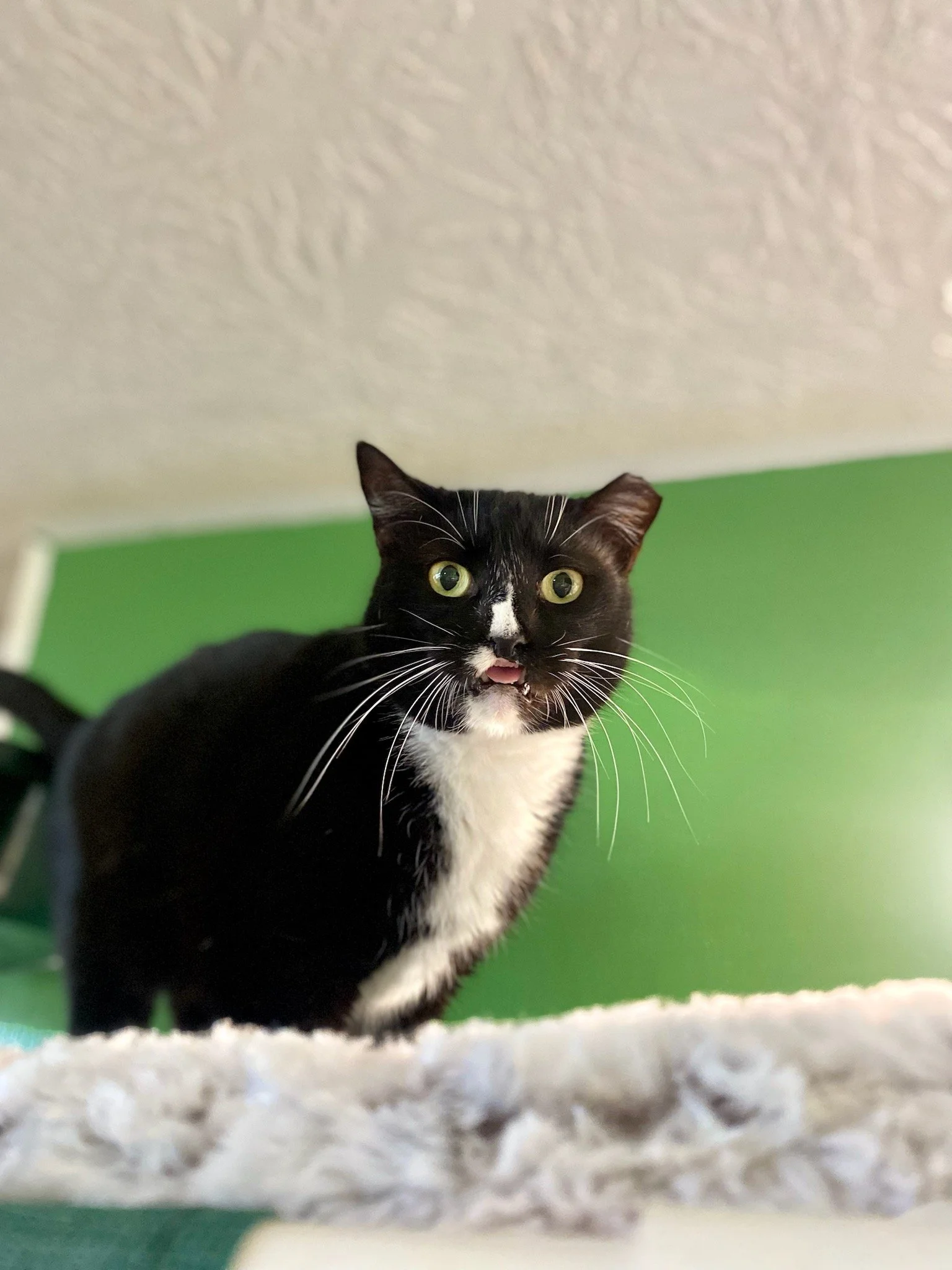Leila