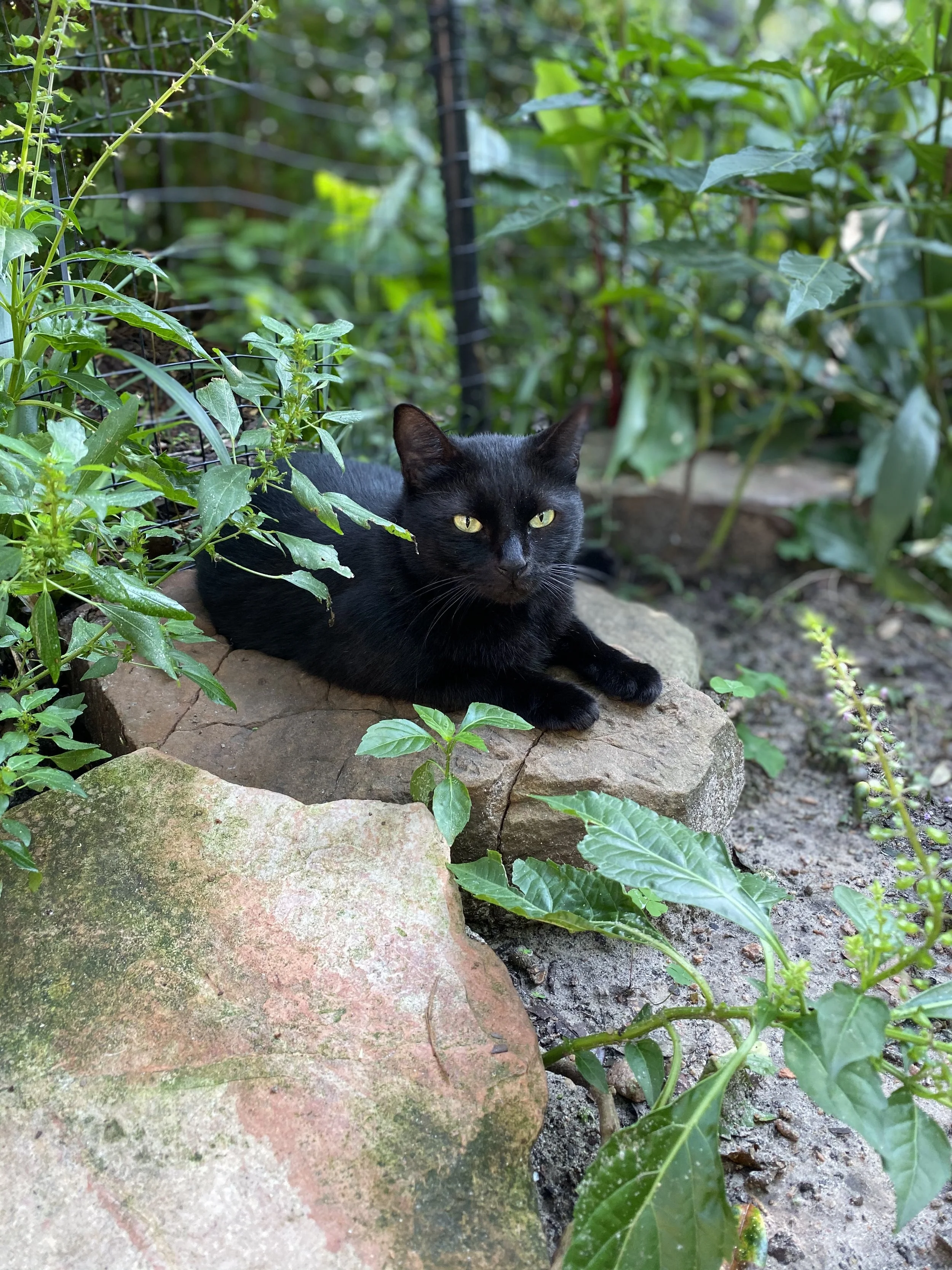Salazar