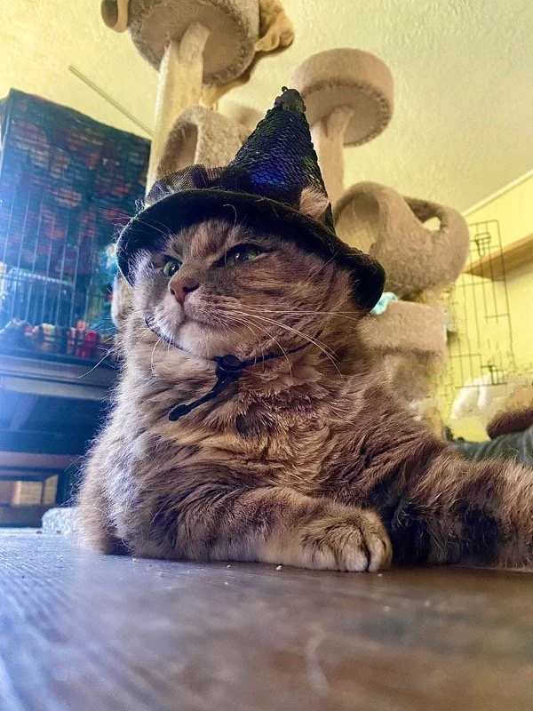 2013 Sylvie Witch 002.jpg