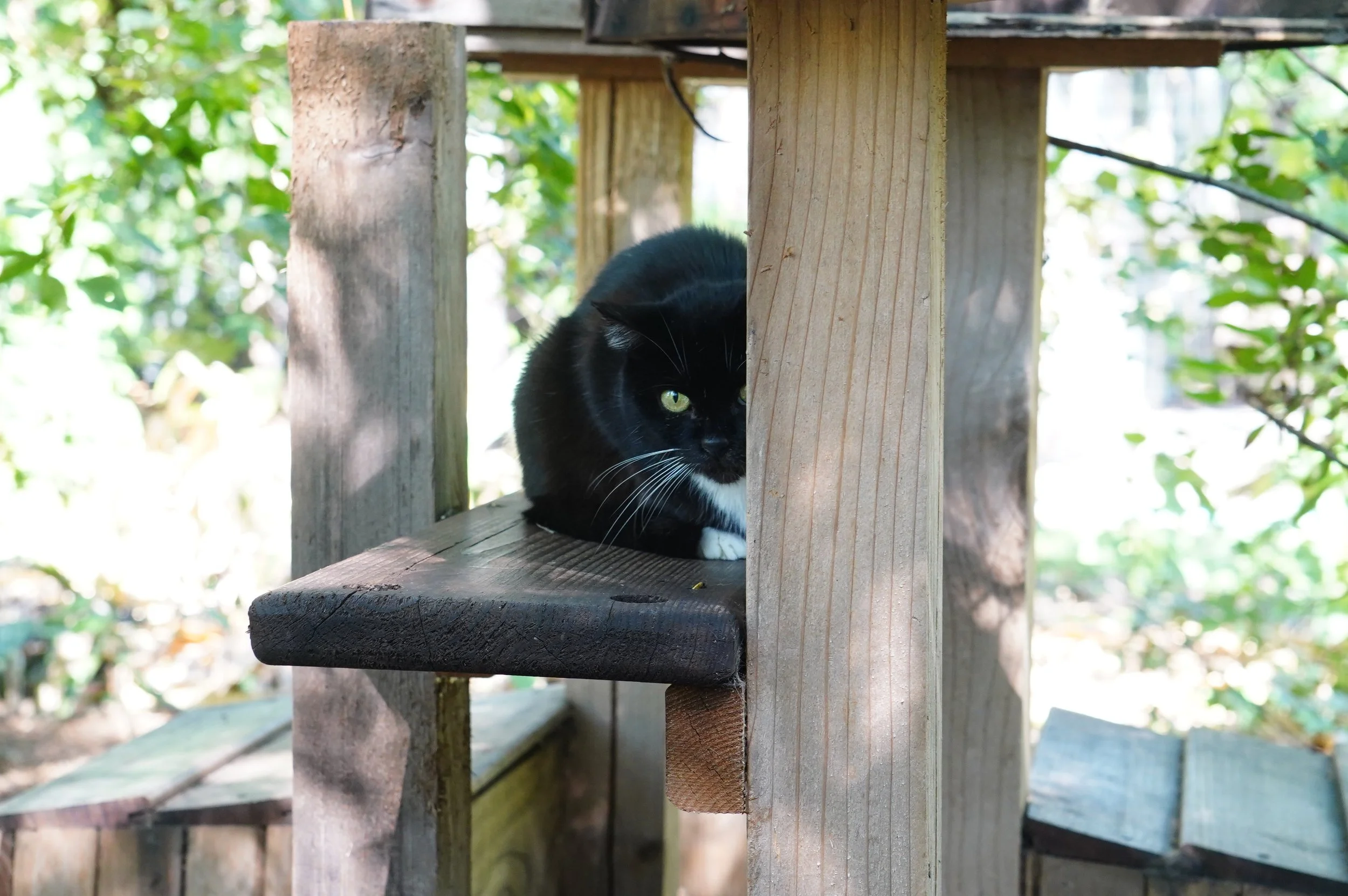 Sparky's Greenhouse - Marylin’s Ferals