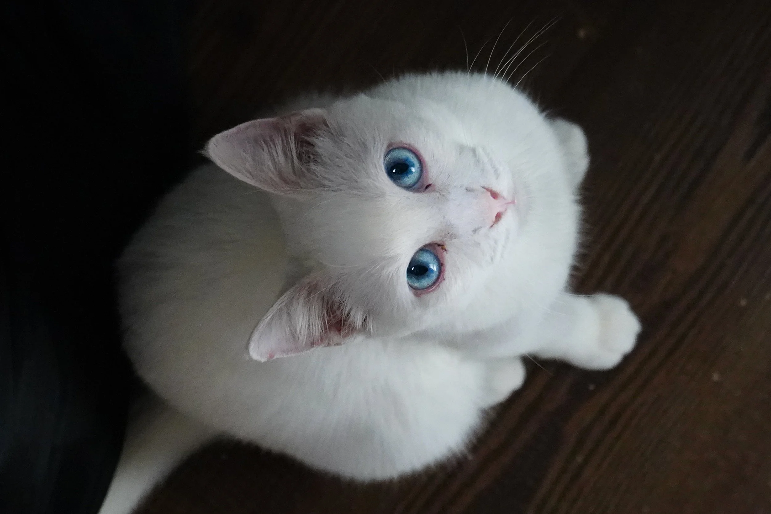 Allura