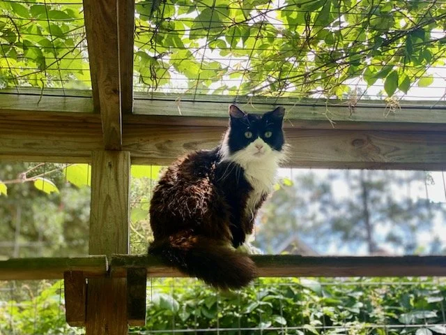 Miss Fluff 002.jpg