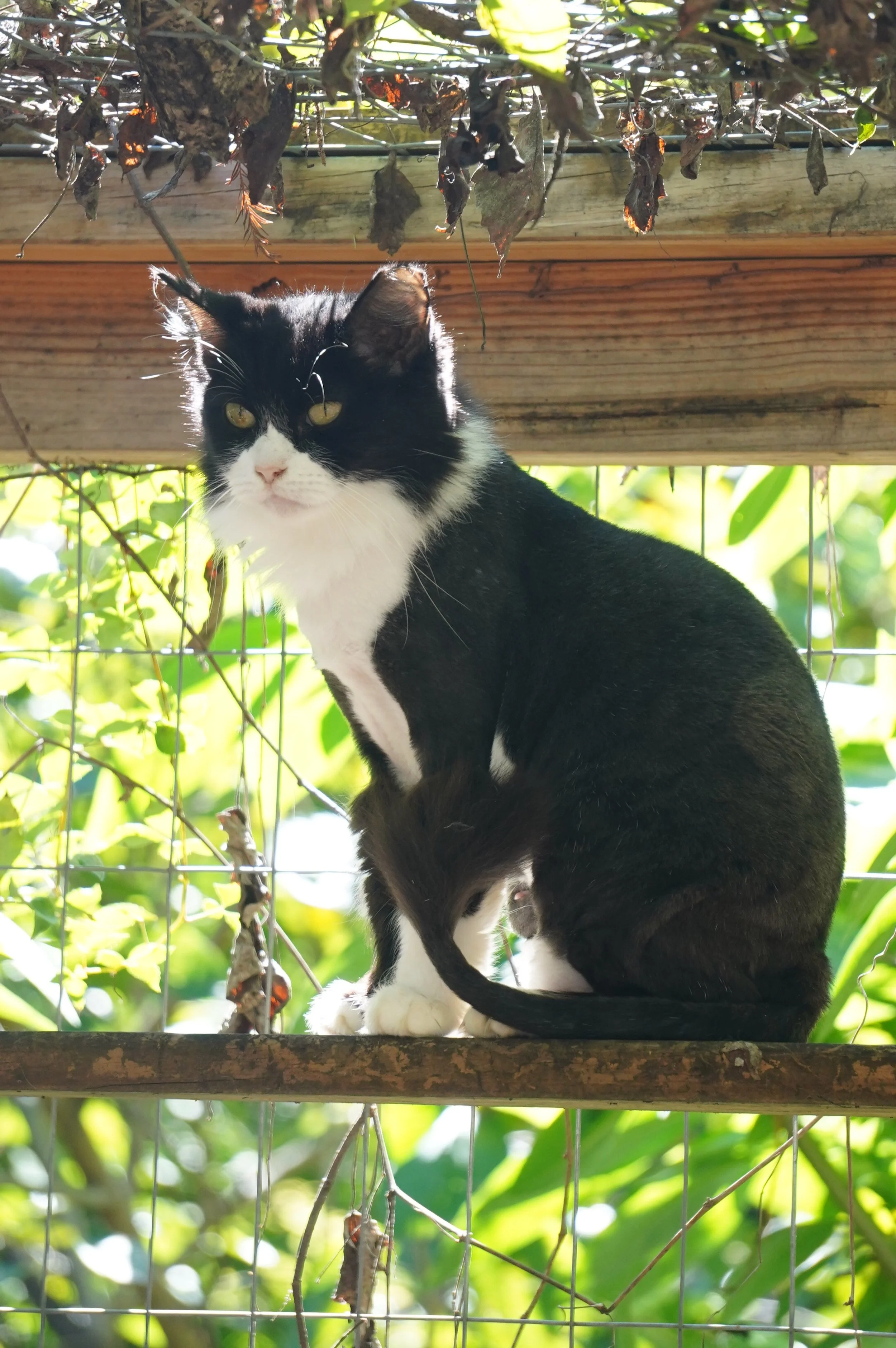 Miss Fluff CCC01053.JPG