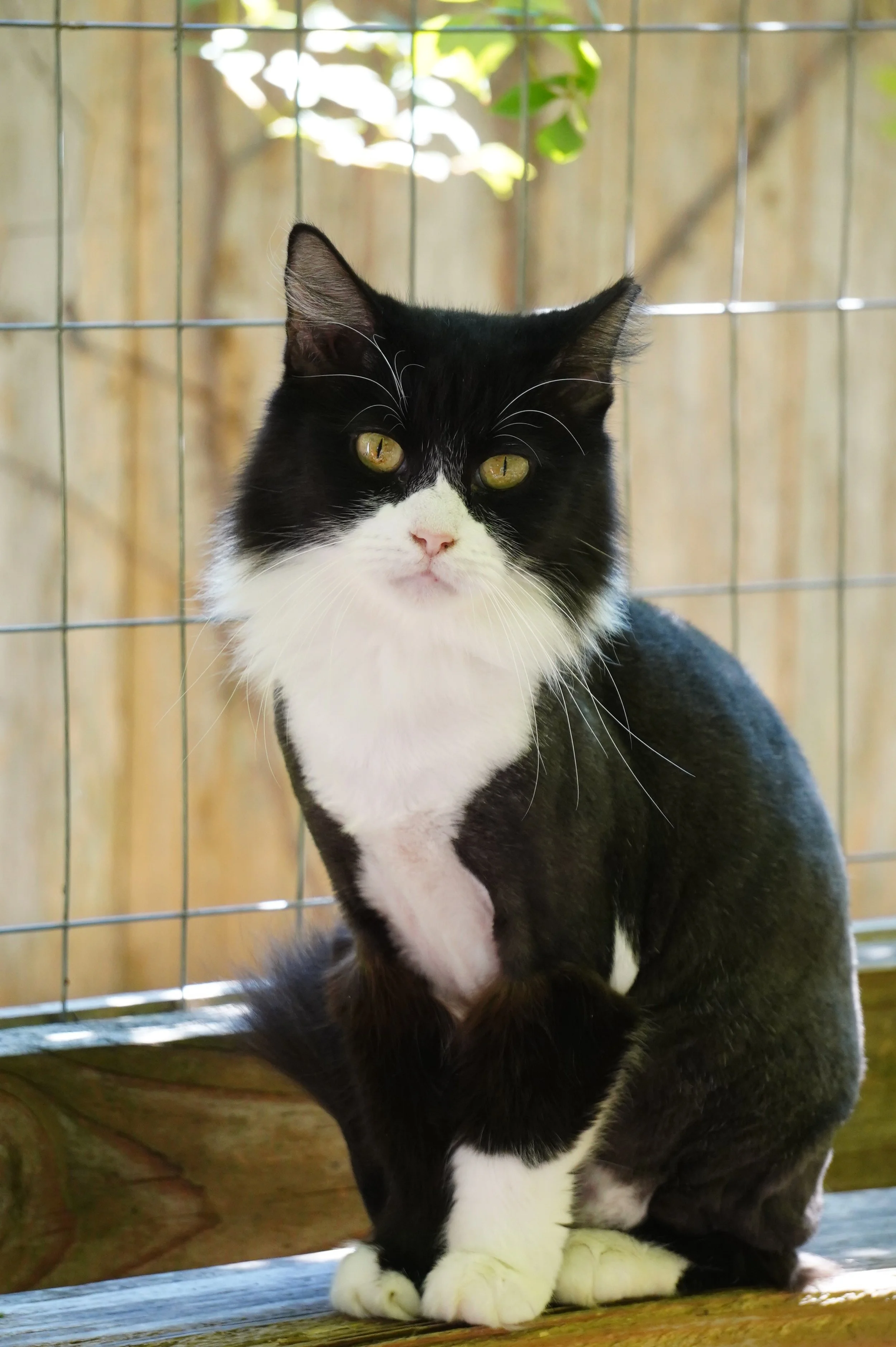 Miss Fluff CCC01121.JPG