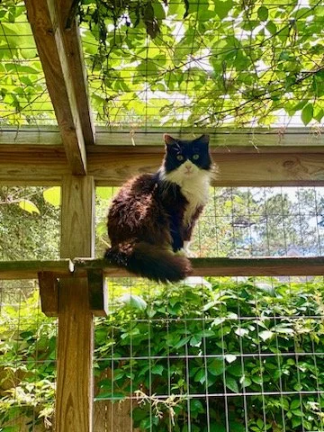 Miss Fluff 001.jpg