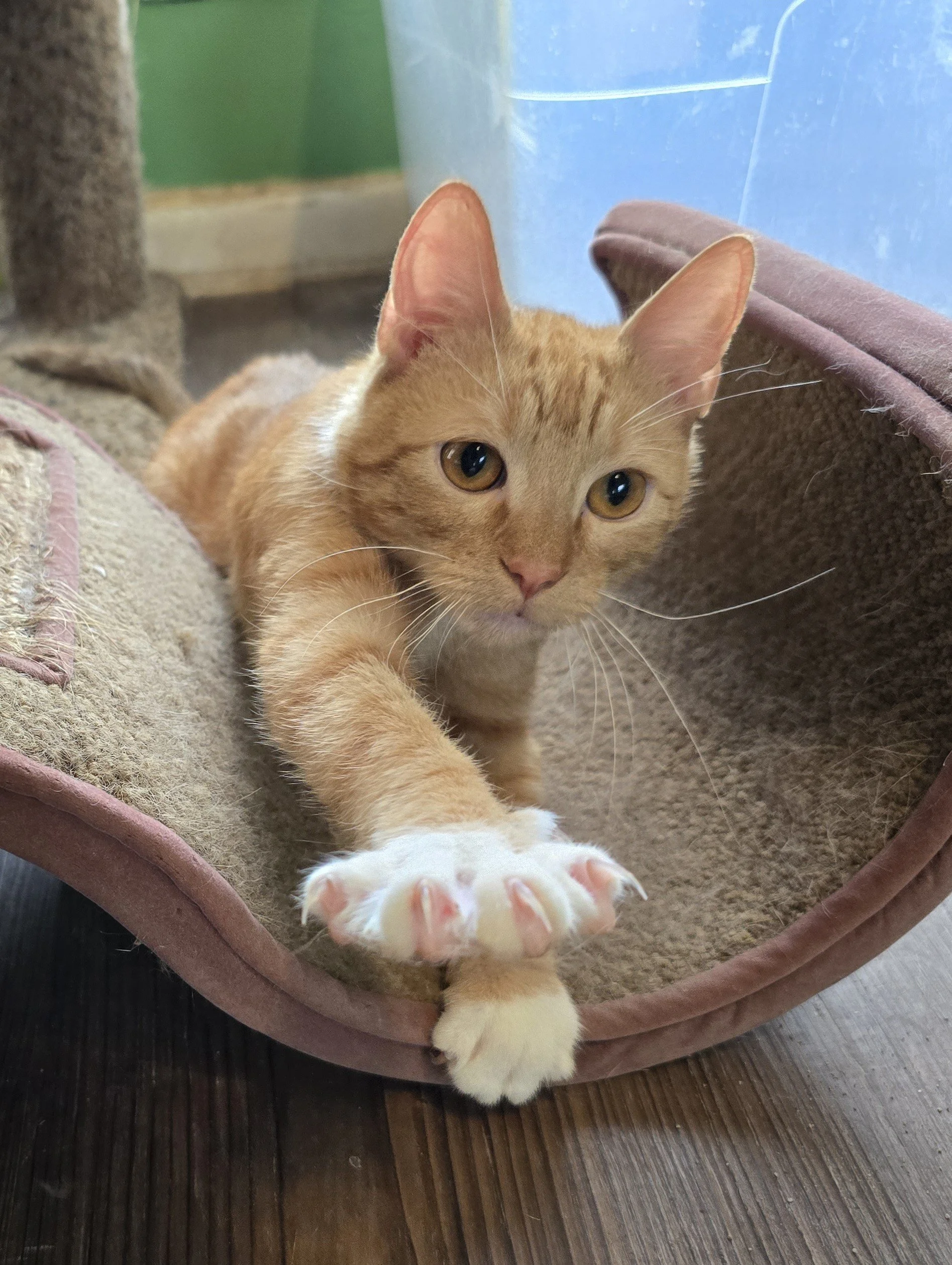 Garfield