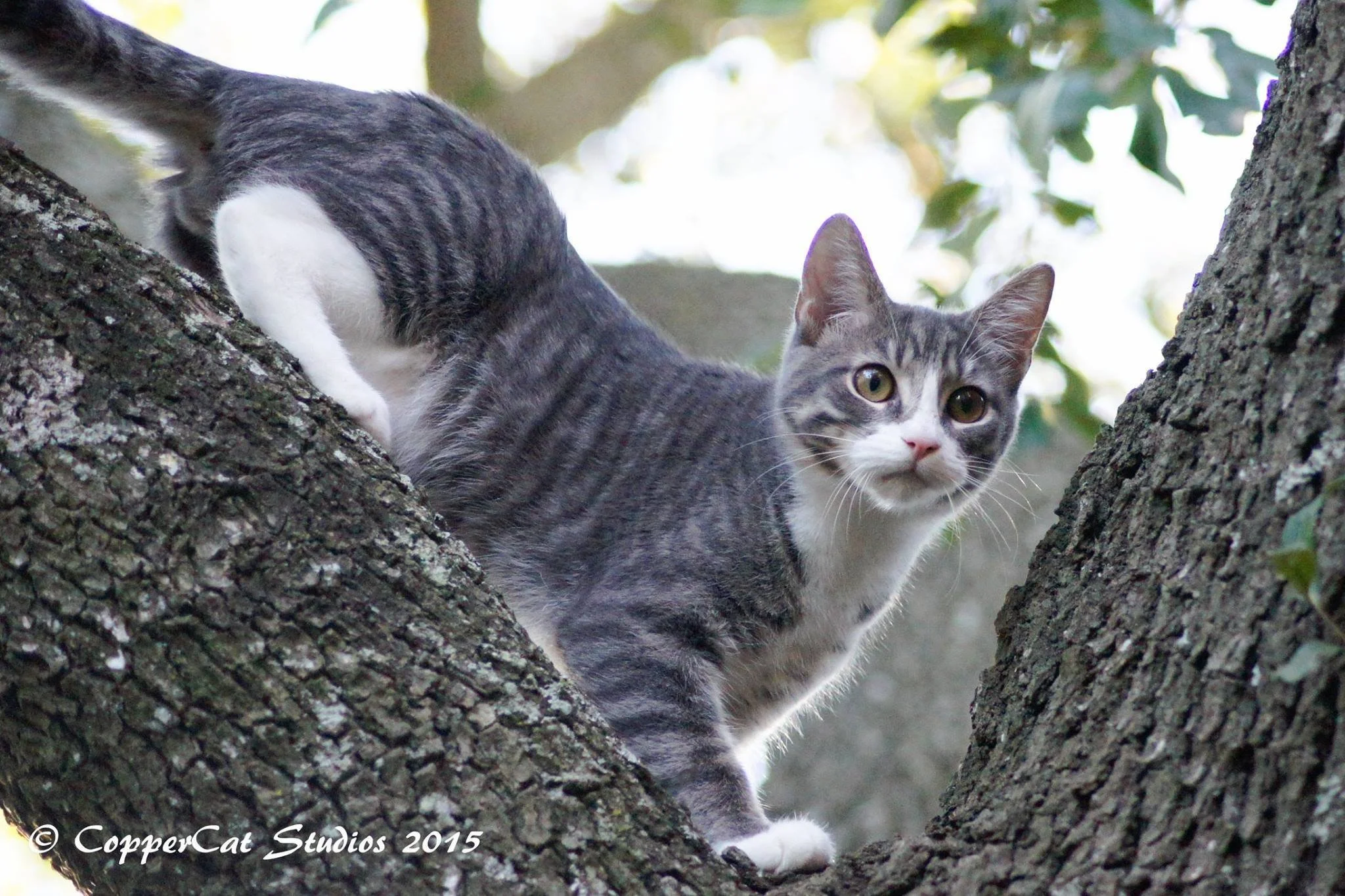 Watson 2014 - Adopted!