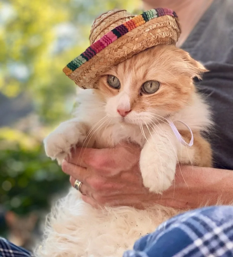 2013 Lumi Sombrero 001.jpg