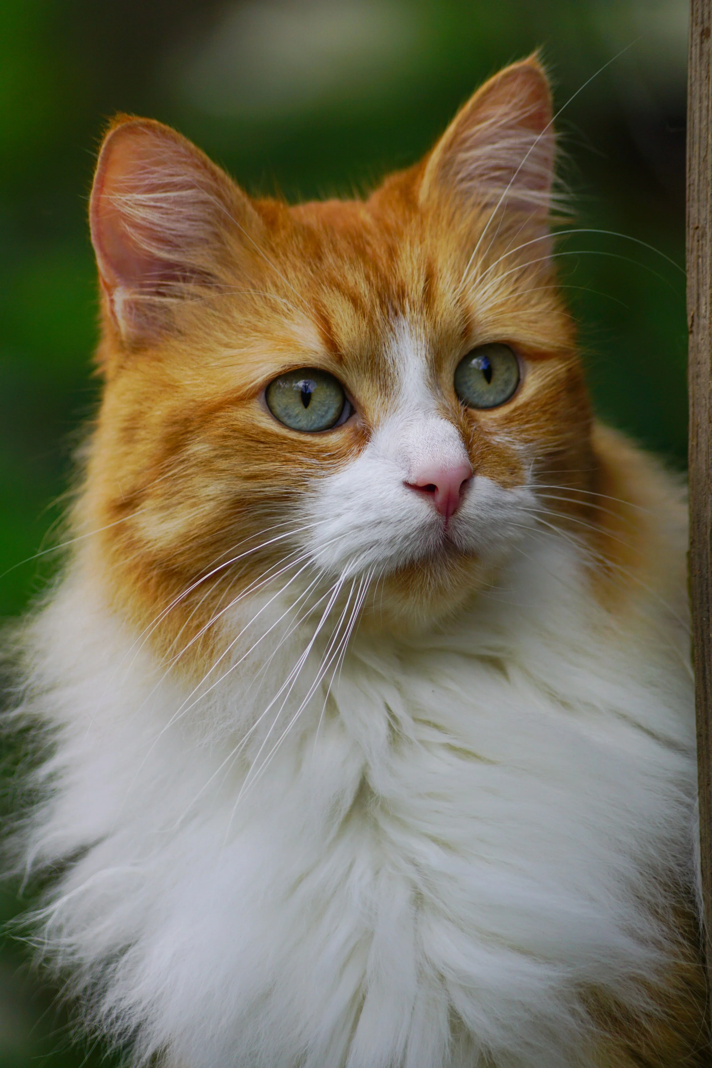 Lumiere 2015 - Adopted!