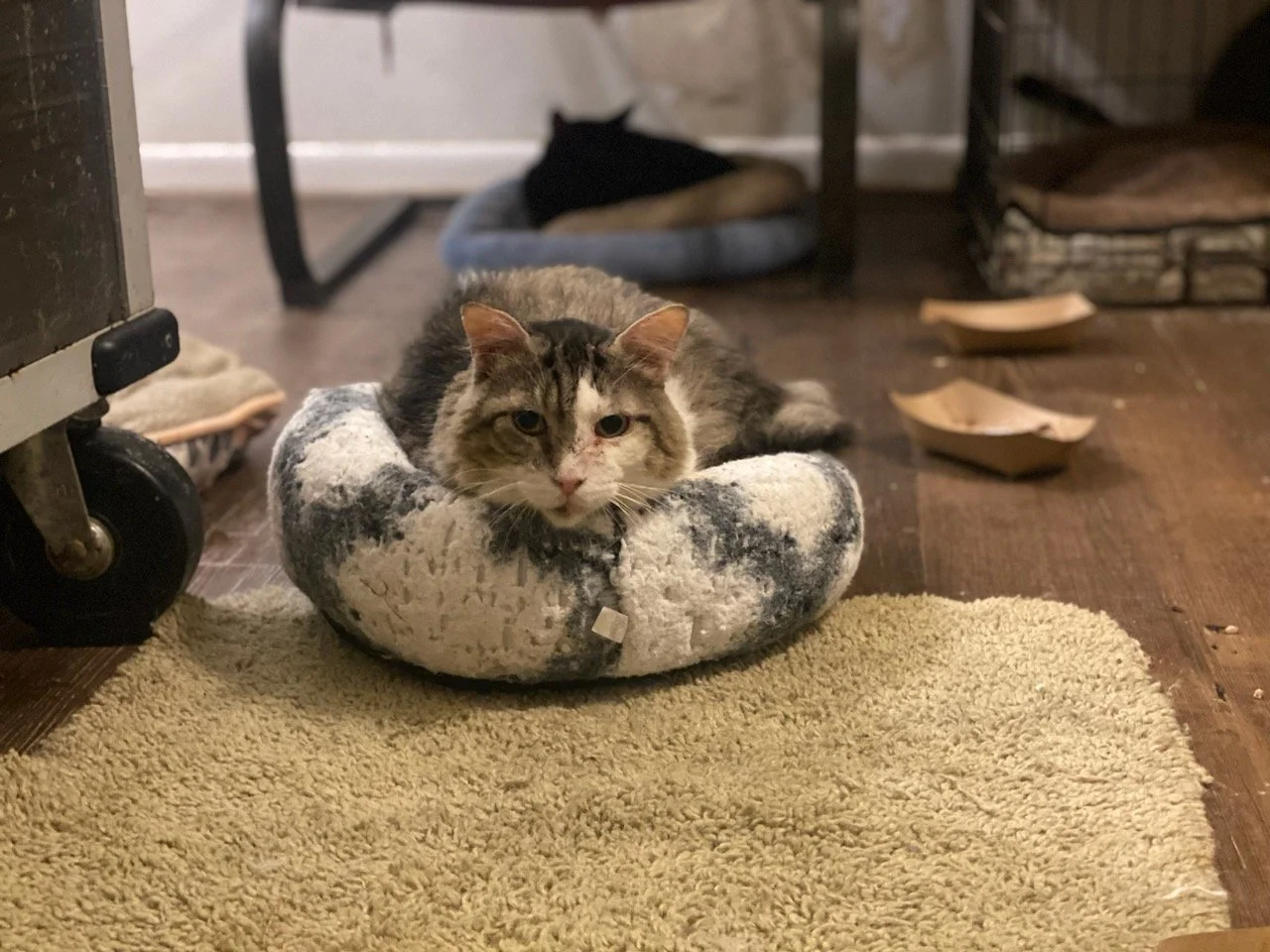 Pete 10-05-23 001 (1).jpg