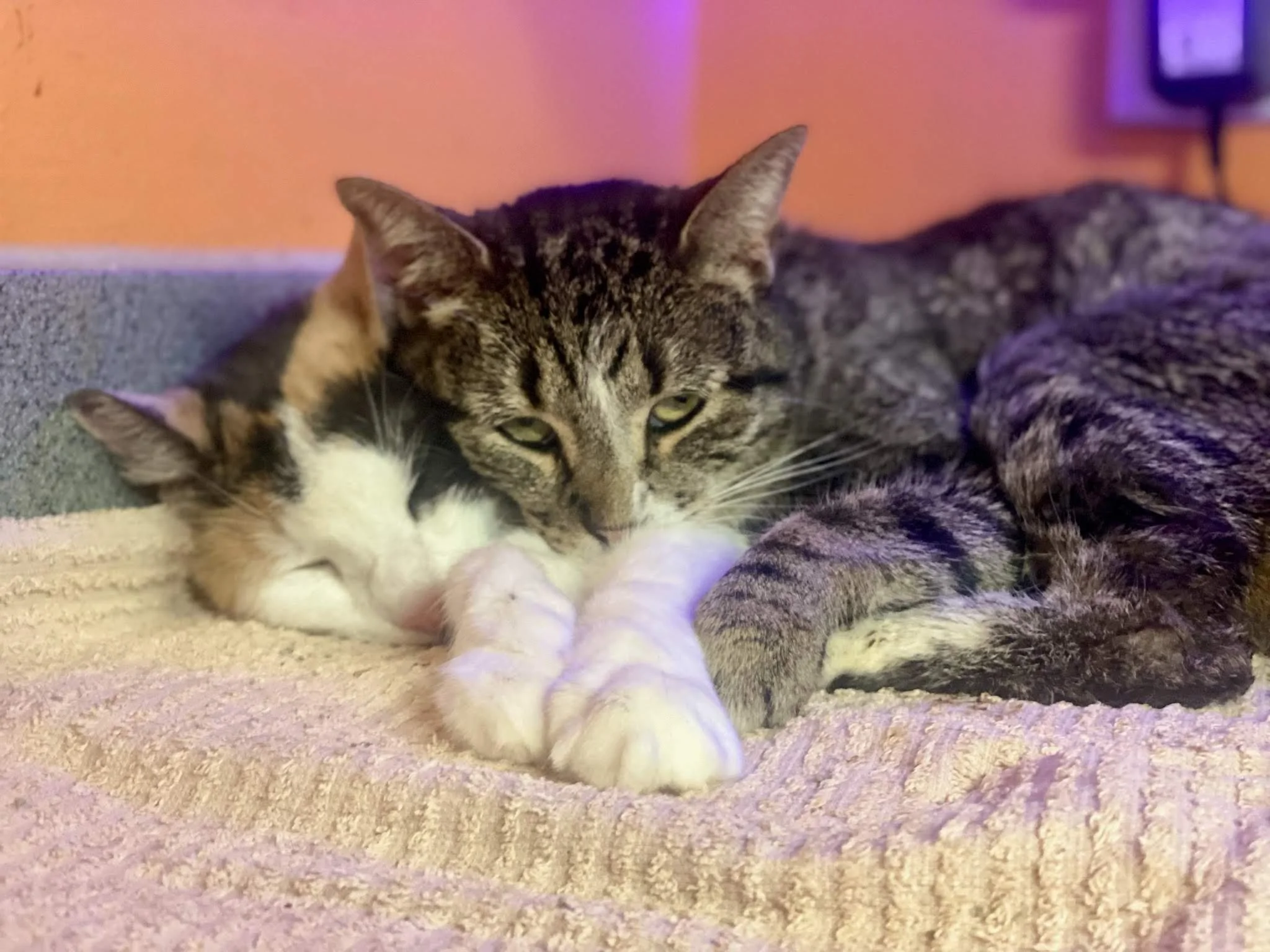 IMG_0667_20230301_220037 (1).jpg