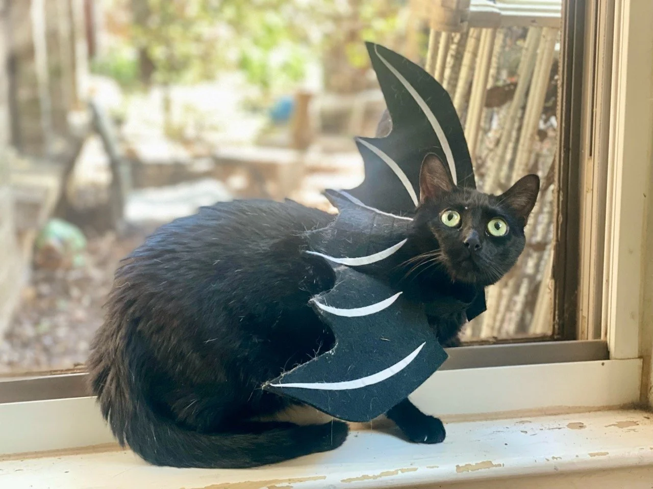 2013 Trill Bat 002.jpg