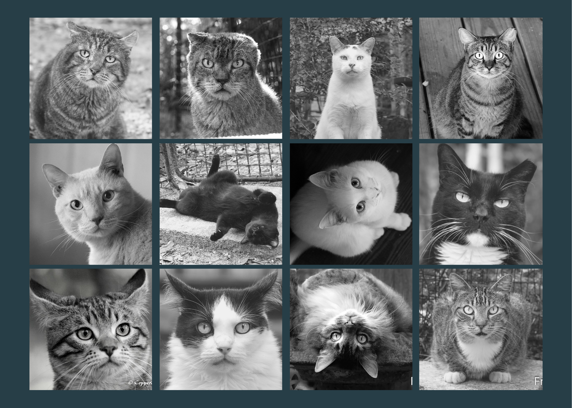 Copy of 3x4 cat collage.png