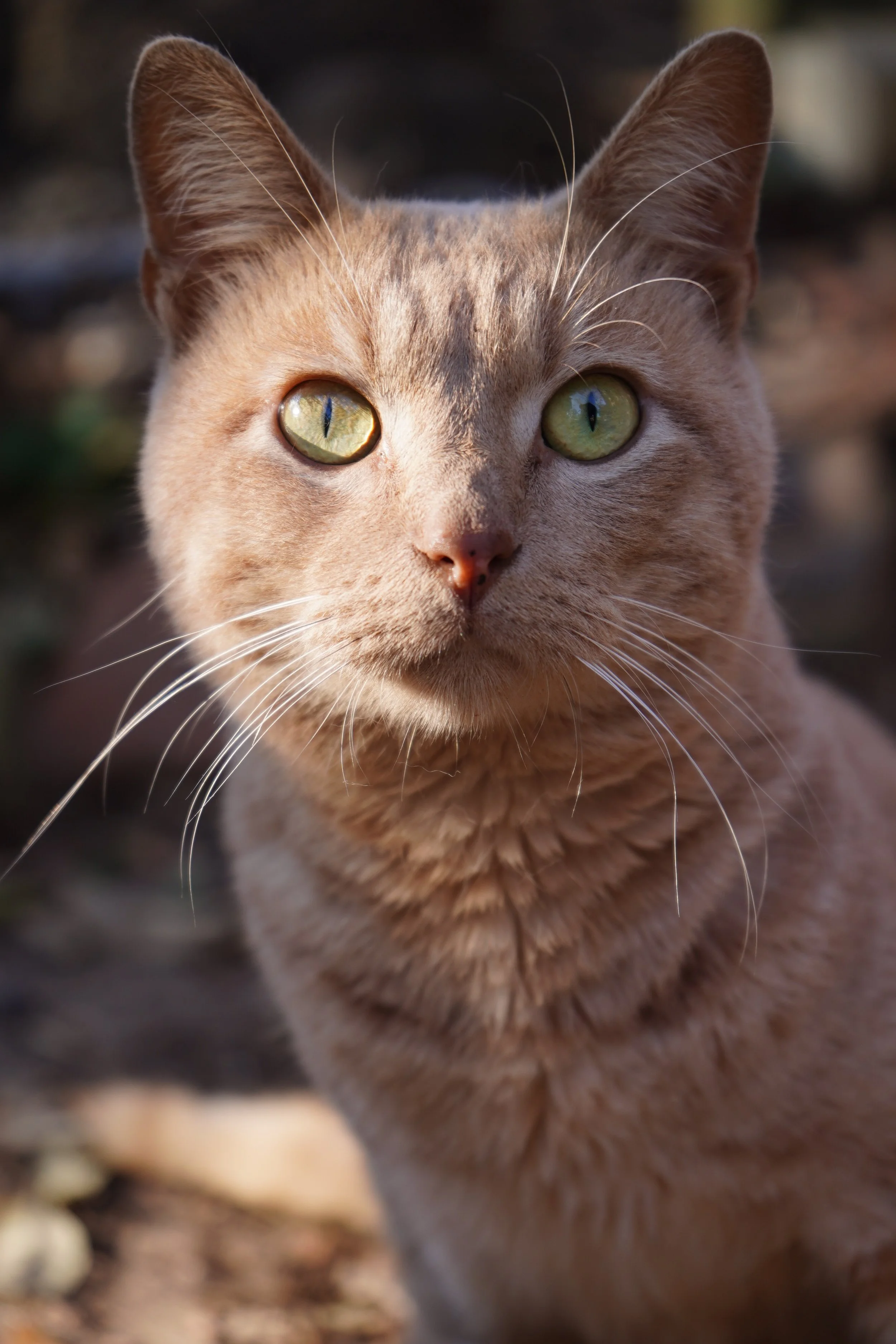 Butters Thank You | Copper's Cat Commune