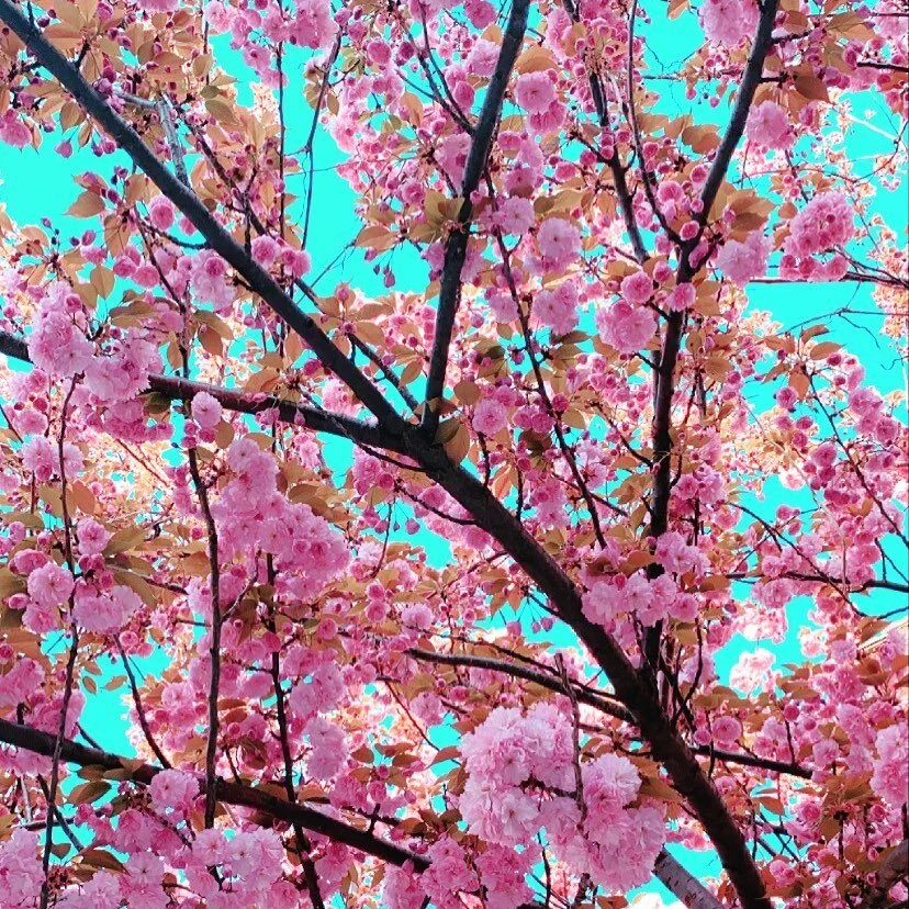 Spring Vibes 🌺