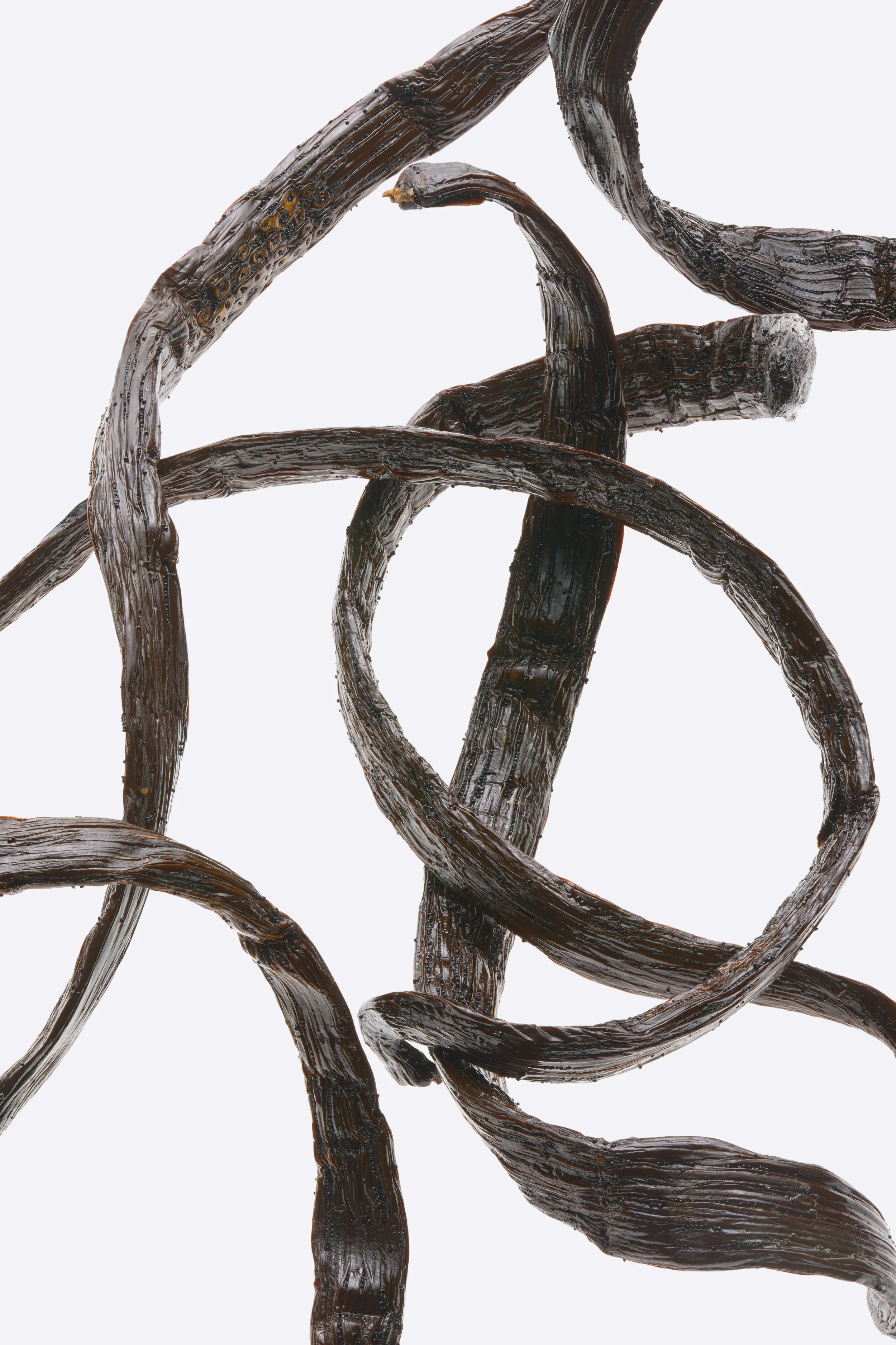 Ritual_Ingredient_Vanilla_3320_23_GRY.jpg