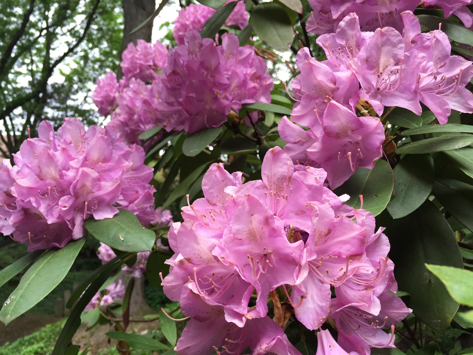 pinkflowers-1.JPG