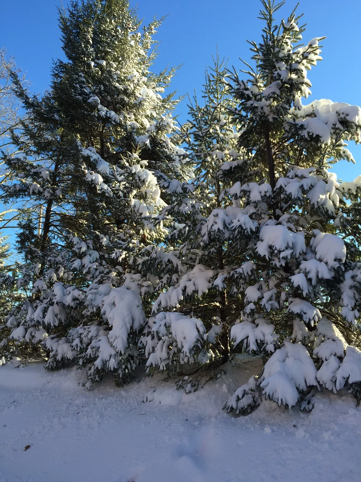 snowpines-1.JPG
