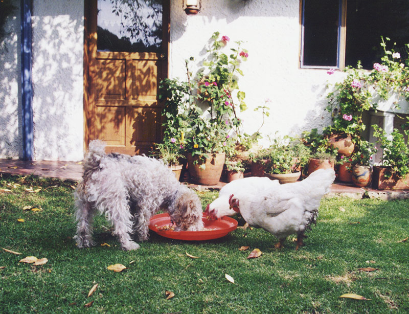 where we had hens,