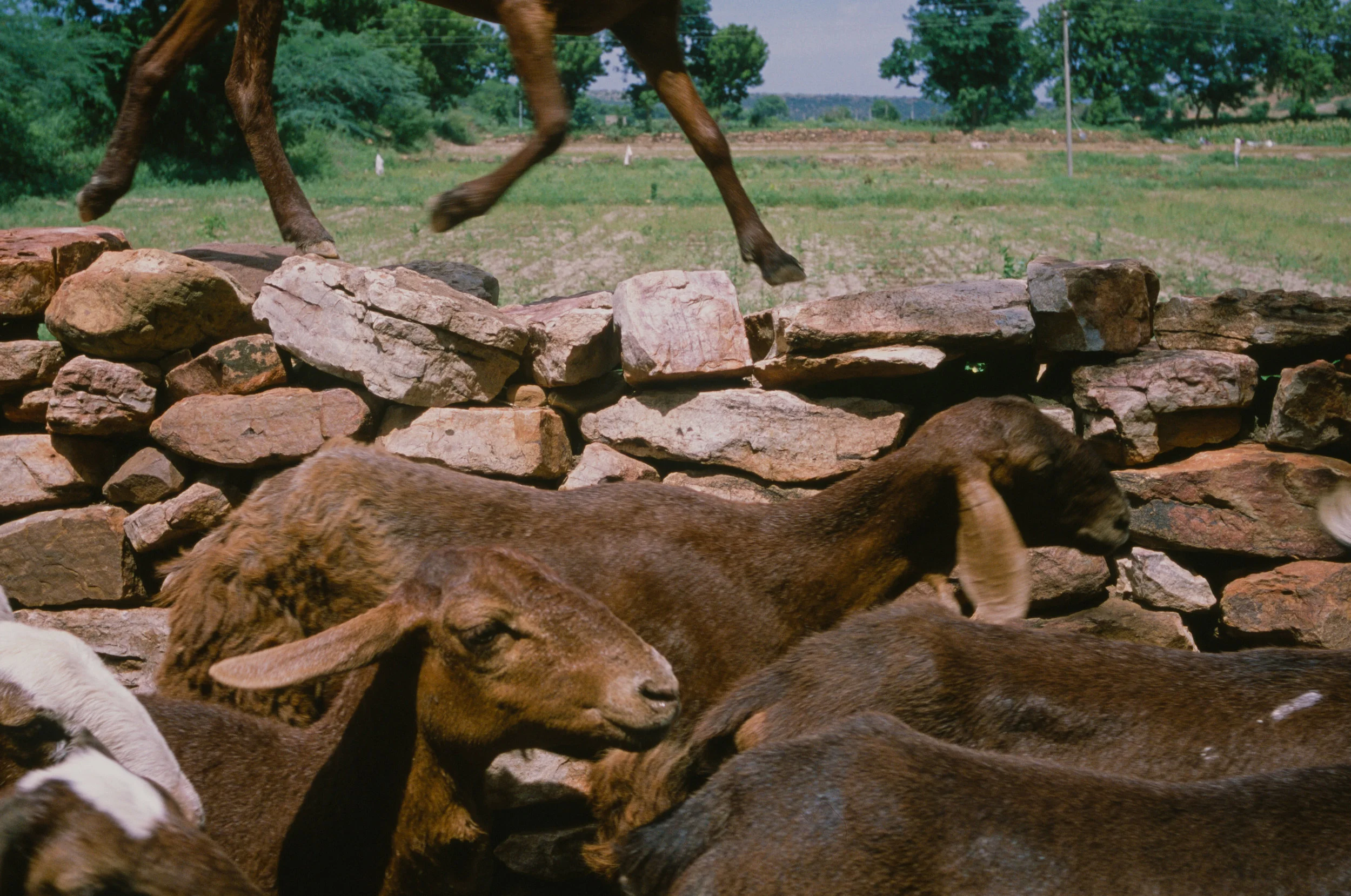 Jammalamadugu, India - 2017