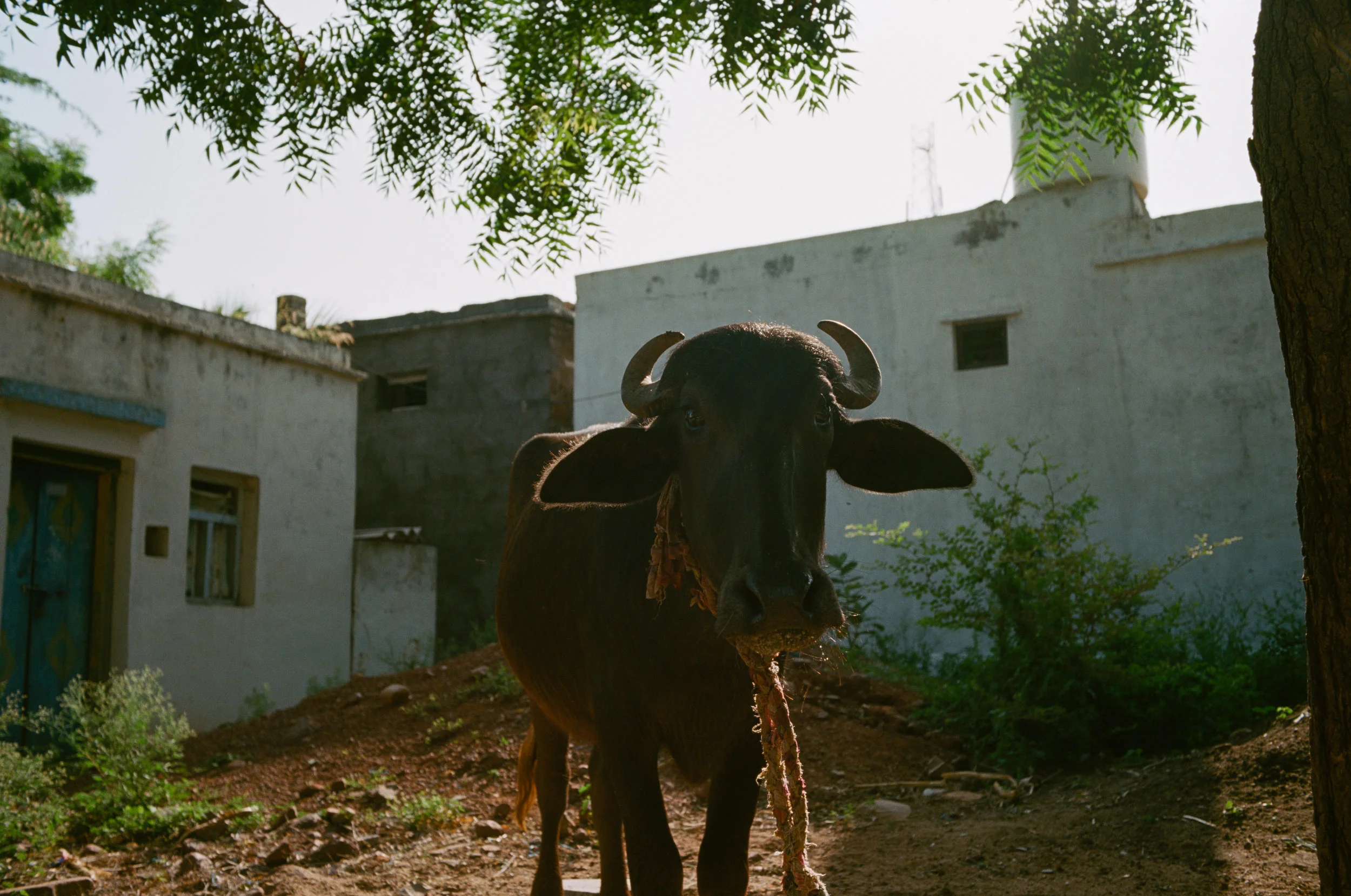 Jammalamadugu, India - 2017