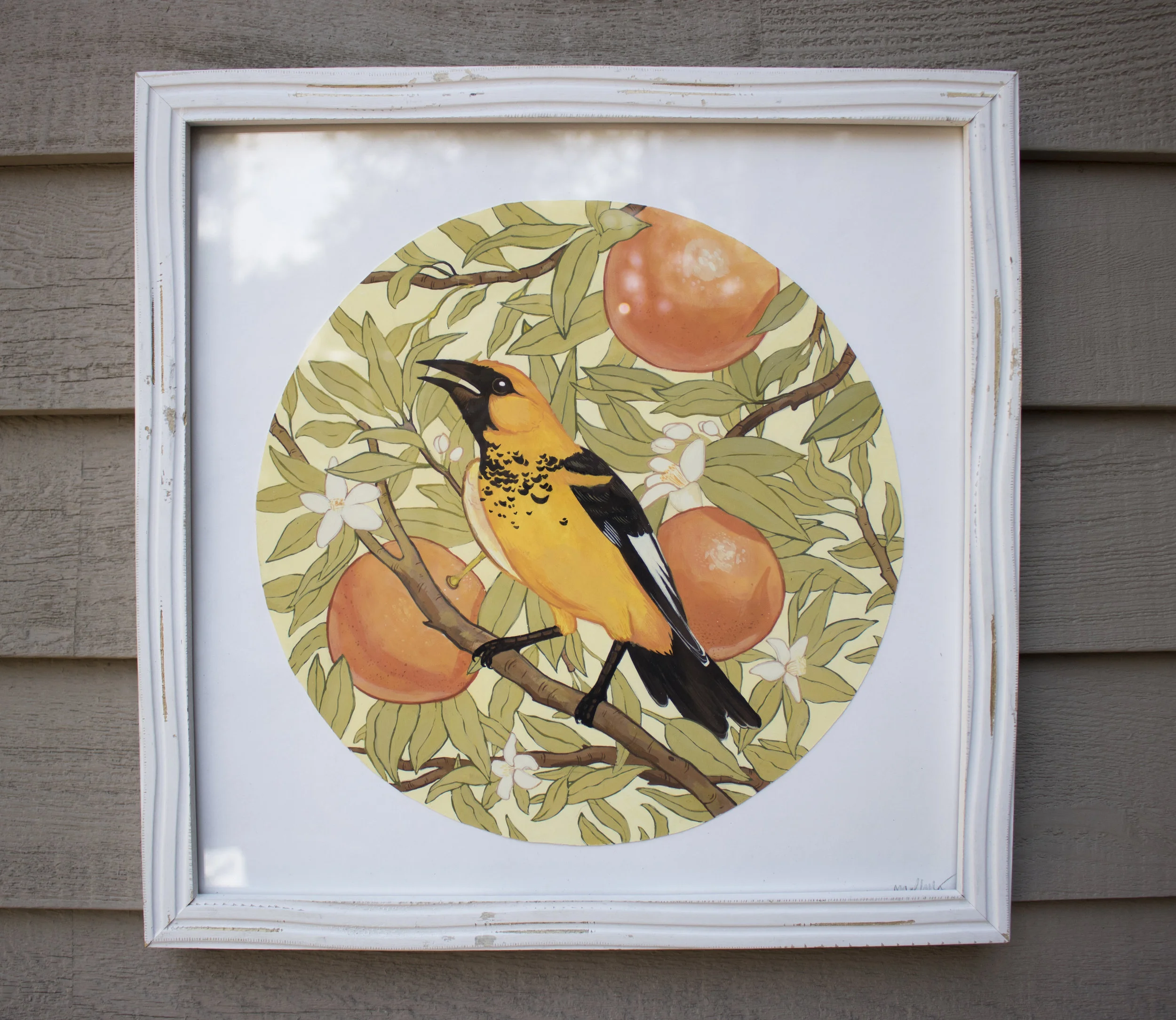 SpotBreastedOriole originalframed.jpg