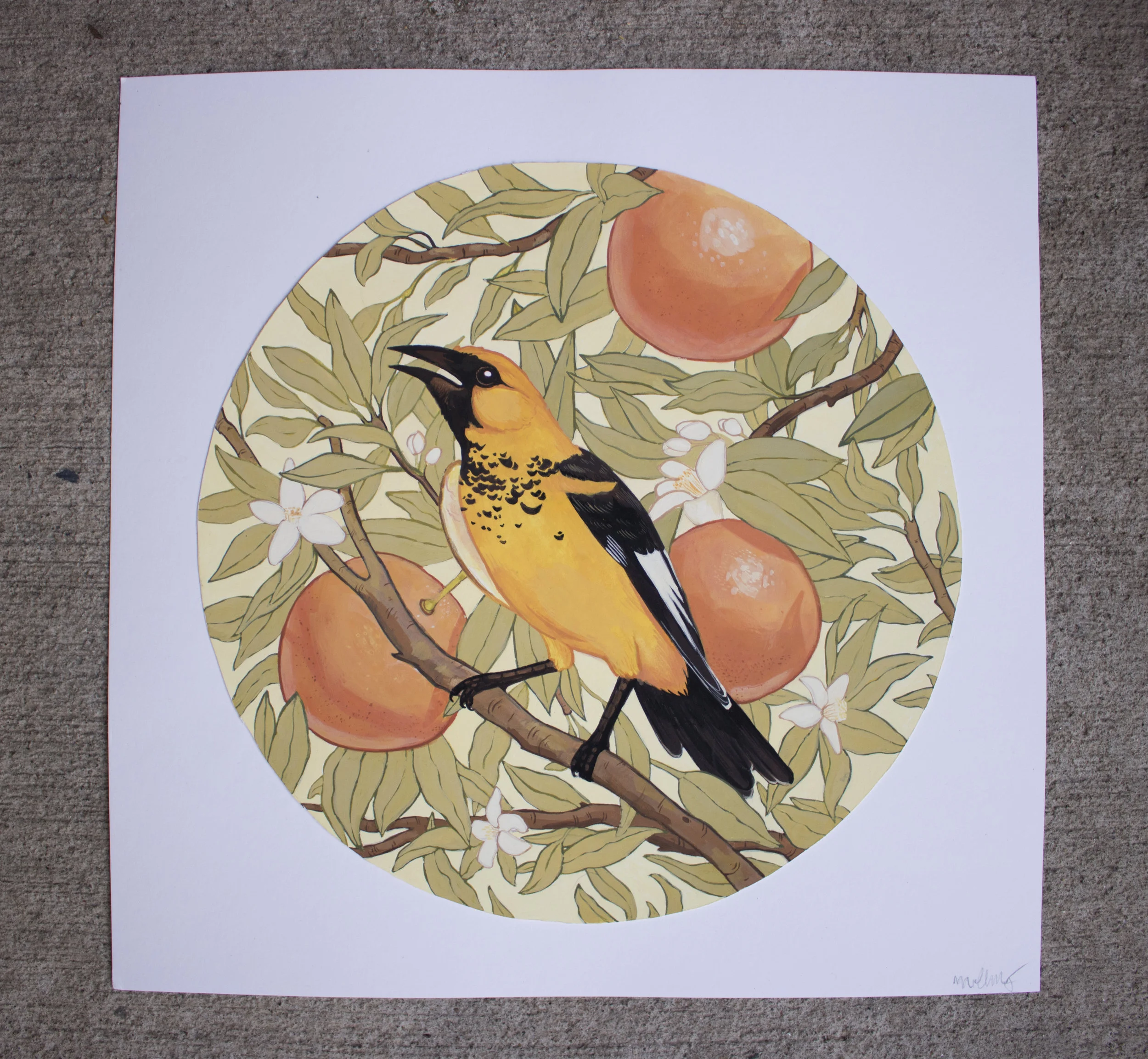 SpotBreastedOriole originalunframed.jpg